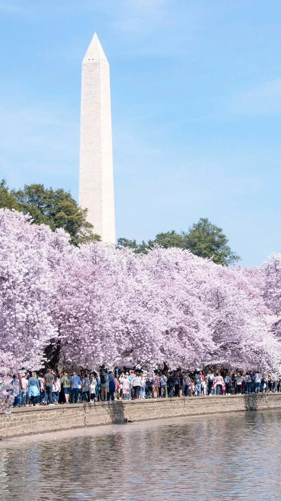 People gathered under blooming cherry blossom trees with the Washington Monument in the background.