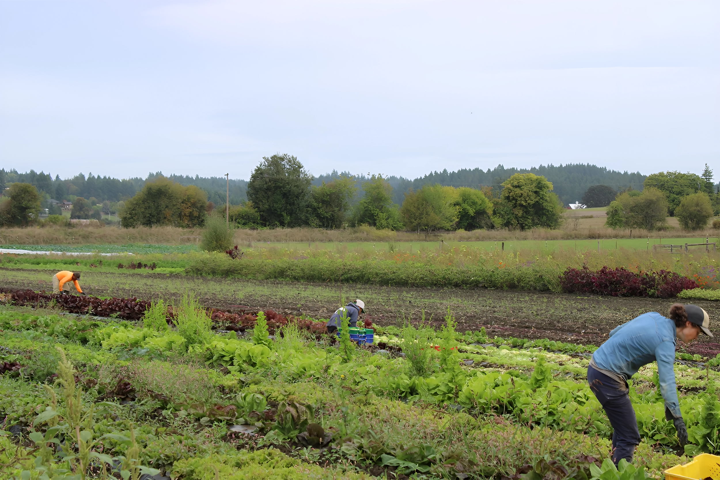 CSA-farm-Helvetia-StoneboatFarm (1).png