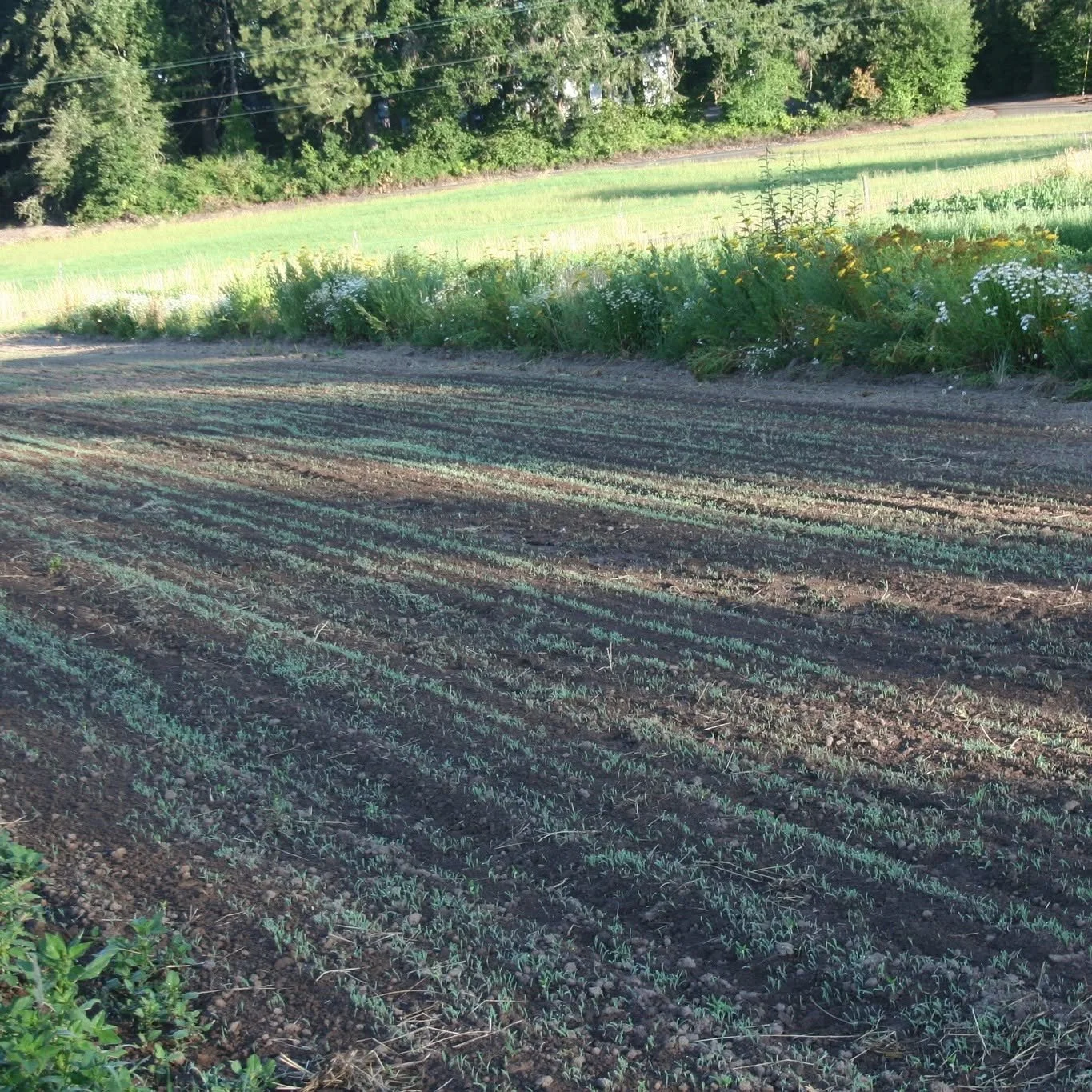 farmland.jpg