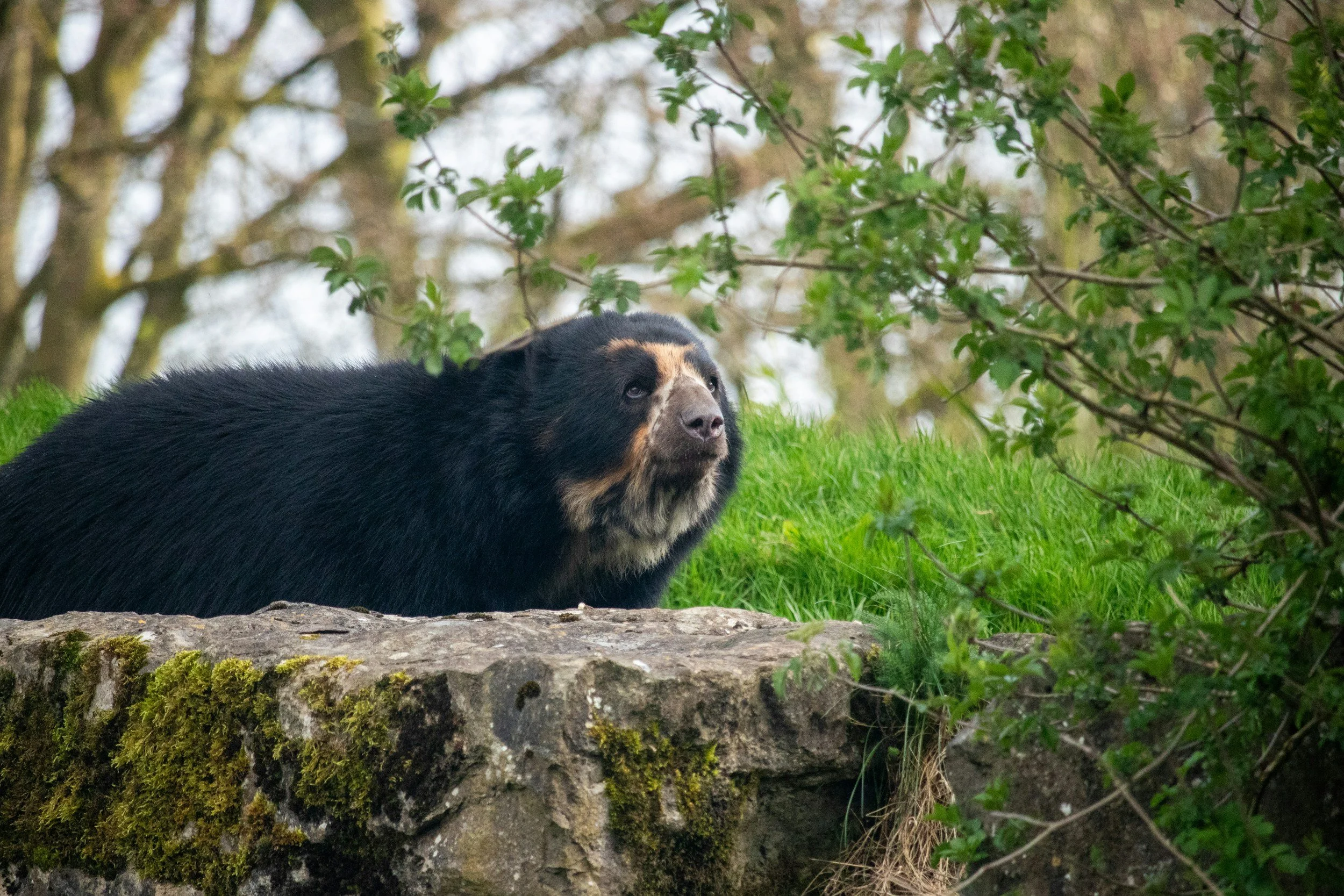 A Bear, a Tree, and a Community That Did Everything Right