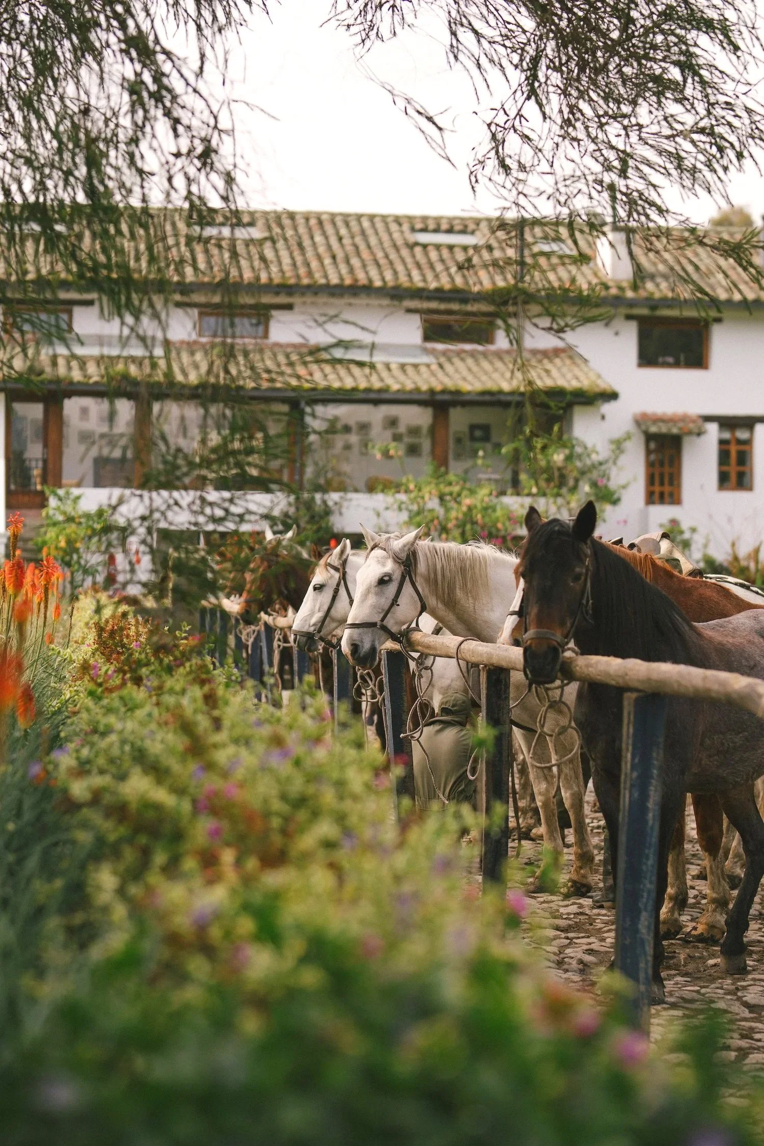 CaballosHaciendaZuleta.jpg