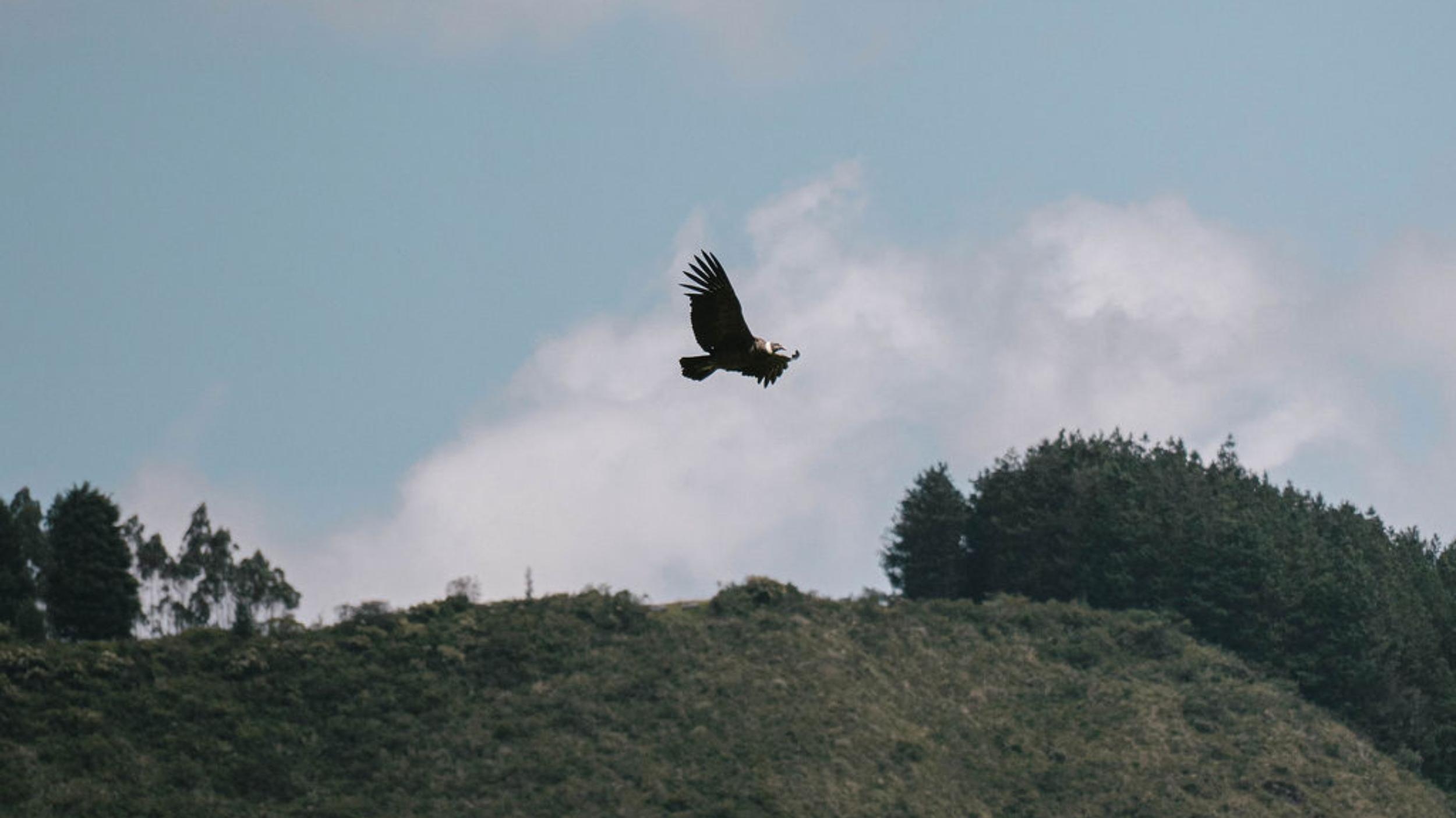 ndean condor at Condor Huasi, Hacienda Zuleta’s condor conservation centre in Ecuador.