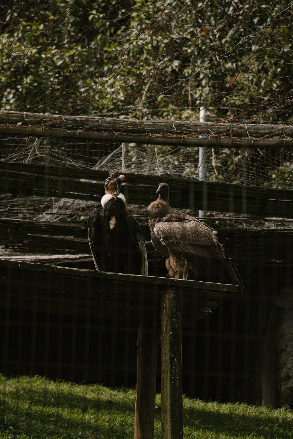 ndean condor at Condor Huasi, Hacienda Zuleta’s condor conservation centre in Ecuador.