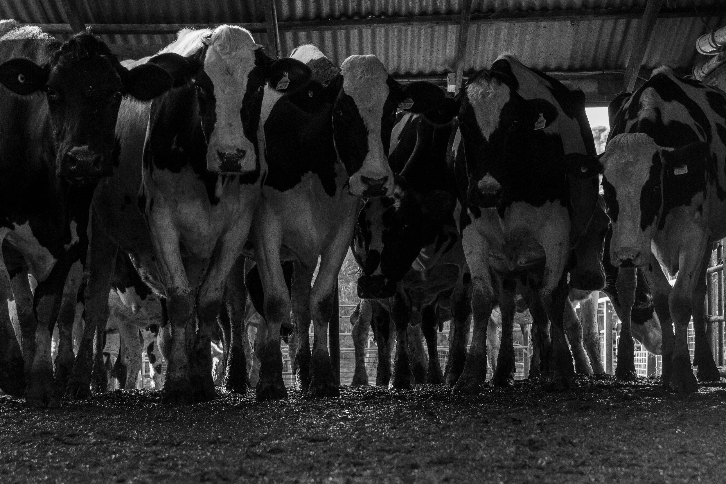 Farm Photography