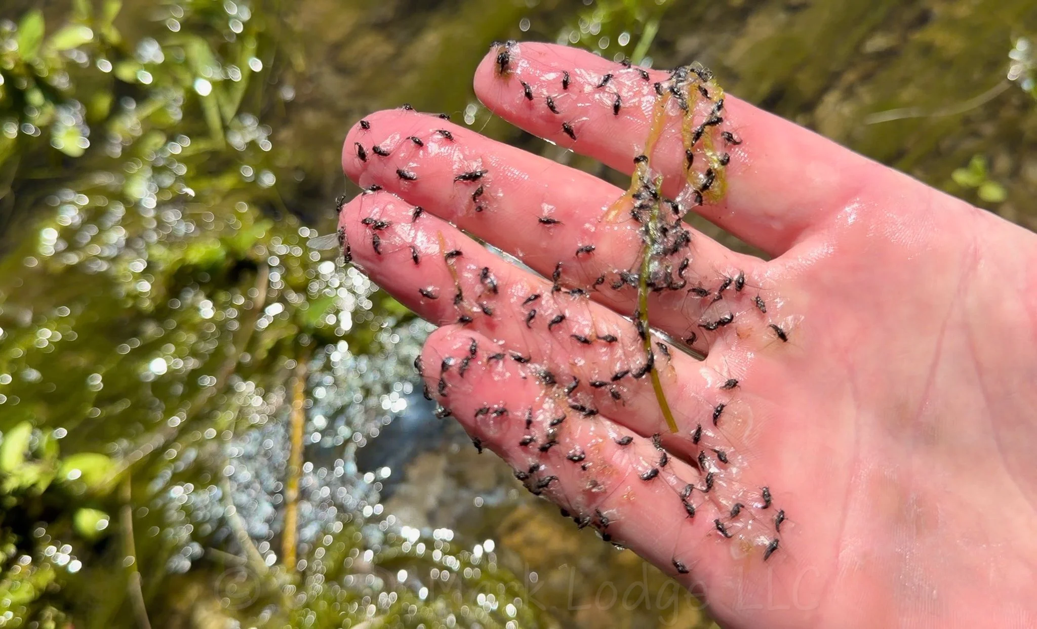 On DeMark Lodge, Missouri River, Montana, Brown Trout, Rainbow Trout, Fly Fishing, Missouri River Lodge, Missouri River Ranch, Craig Montana, Fly Fishing Lodge