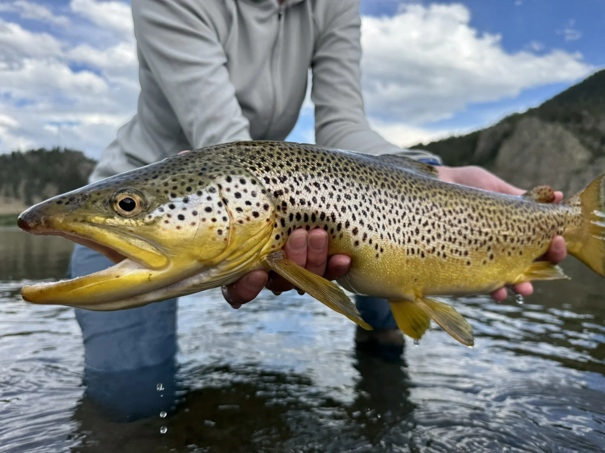 Person holding a large fish, a rainbow trout, with a mountainous landscape and cloudy sky in the background.