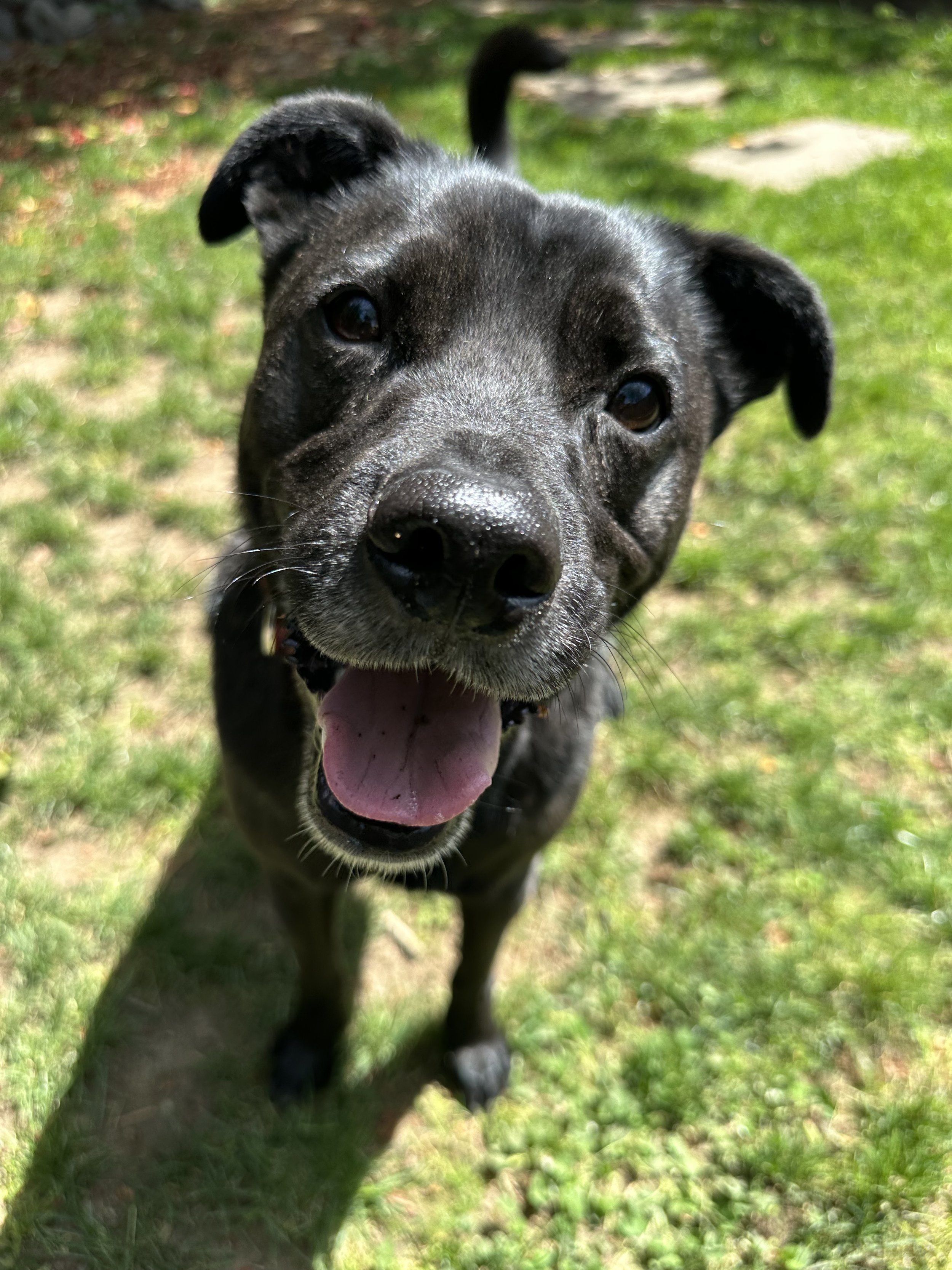 Close-up of a happy black dog with its tongue out and nose close to the camera, standing on sunlit grass.
