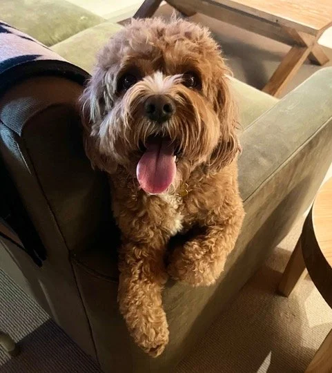 Fluffy brown curly dog with tongue out leaning over the arm of a green sofa, looking at the camera.