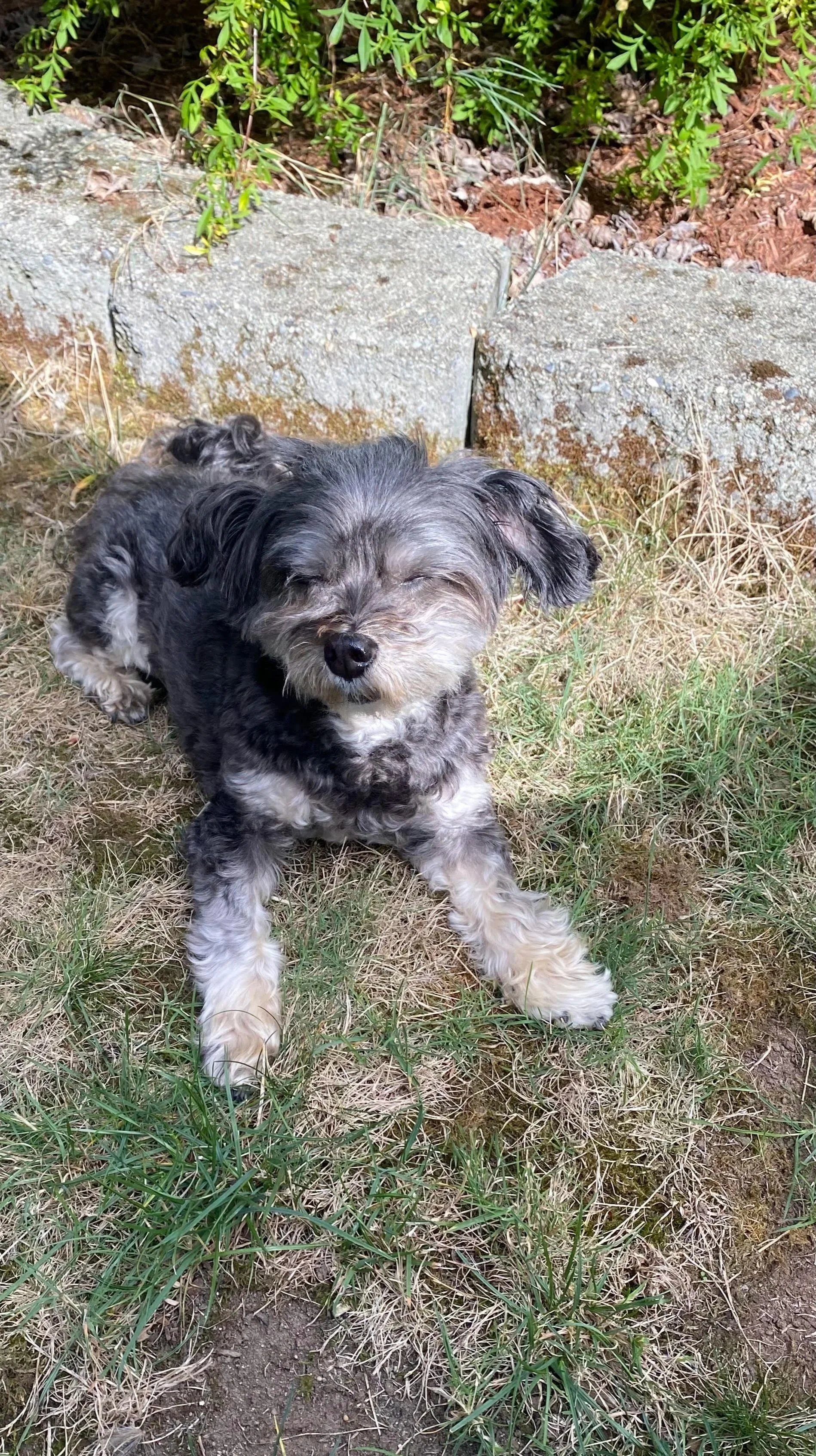 Small gray-and-white curly-haired dog lying in sun on dry grass near a stone edging.