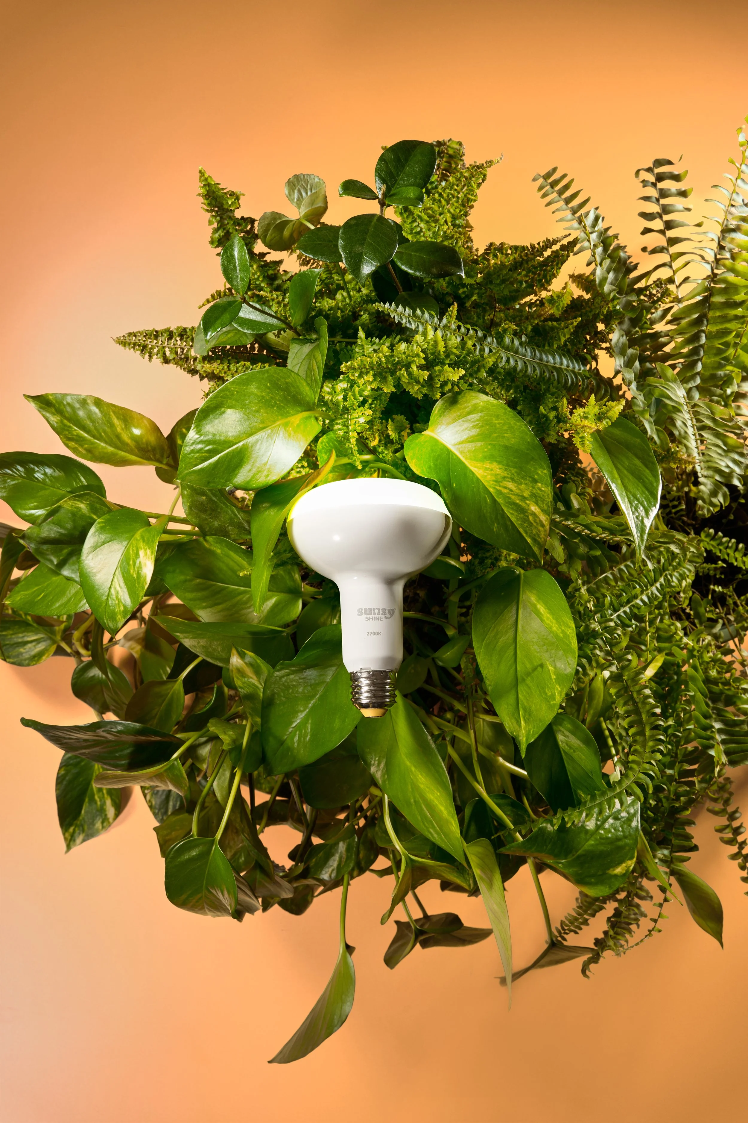 Sunsy_Dec 2025_7504.jpg