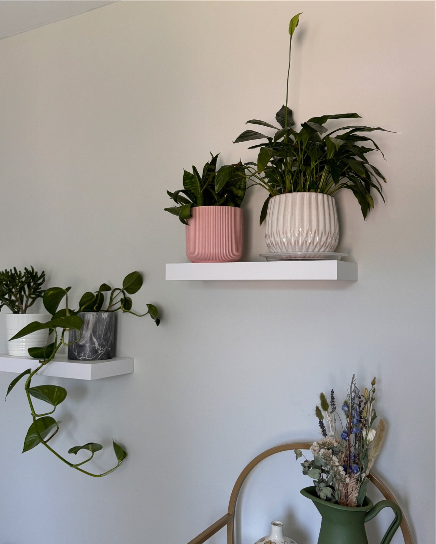 Swipe to see how much the pothos plant grew over the last two months&hellip; 🌱