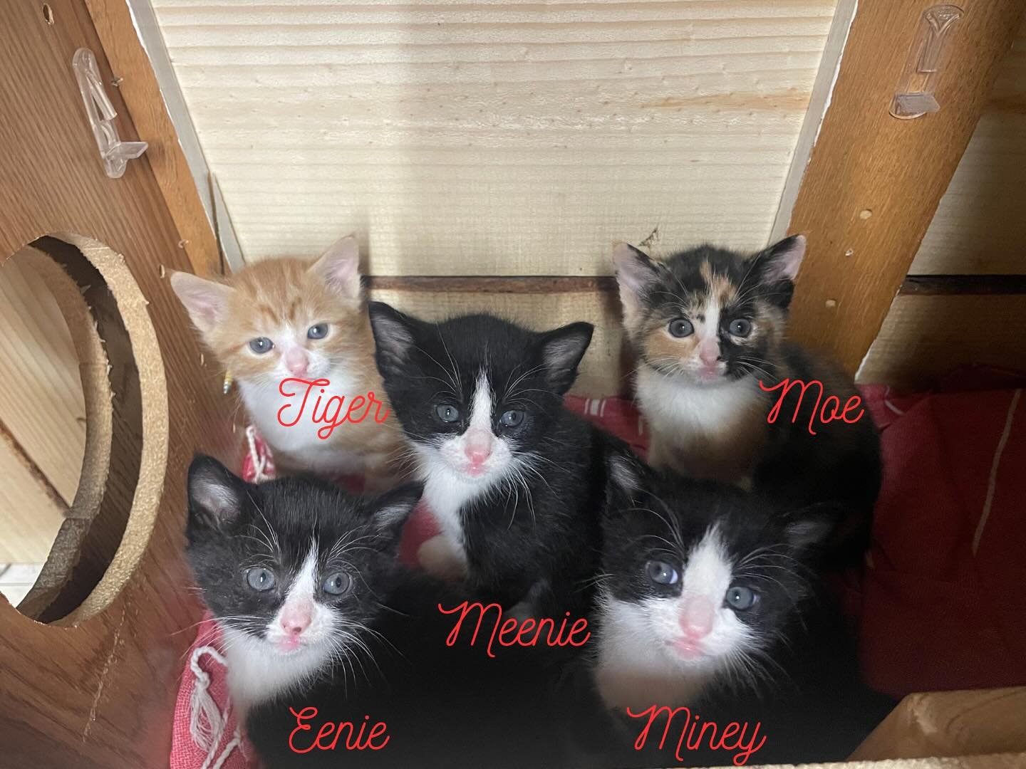 Just a kitty update! Mama cat had 7, and 5 made it. 🧡🤍🖤 🖤🖤
