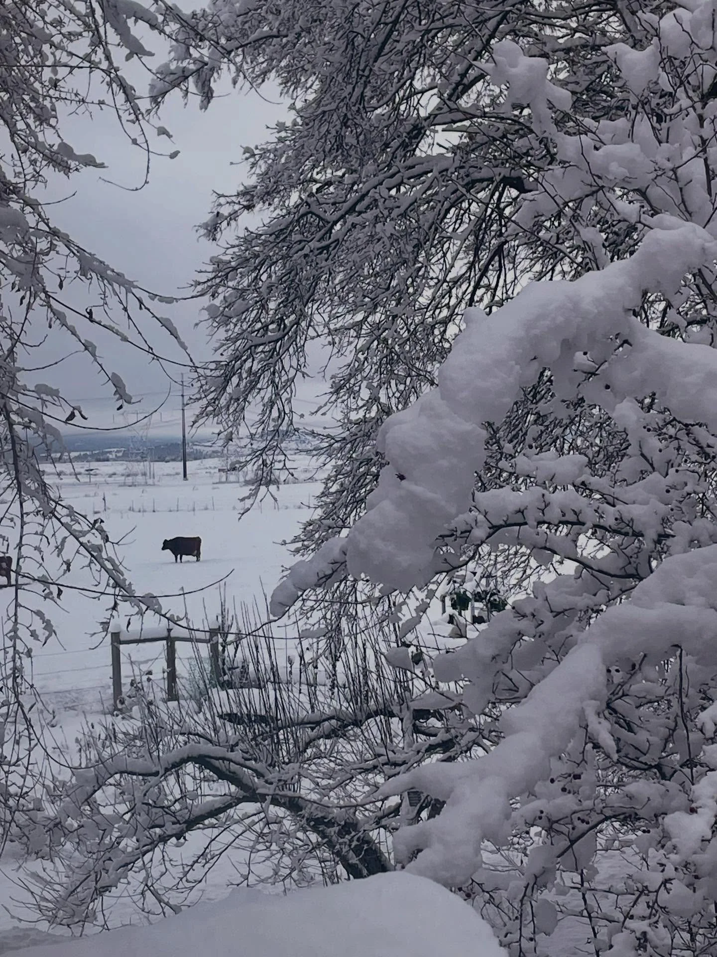 On days a cow kicks or throws their weight around, Kendal probably wishes we only had one gentle giant. Today was ...a day. If you have any anti-kick success stories, let's hear them! A regular kick bar does nothing for our newest cow. She's on her l