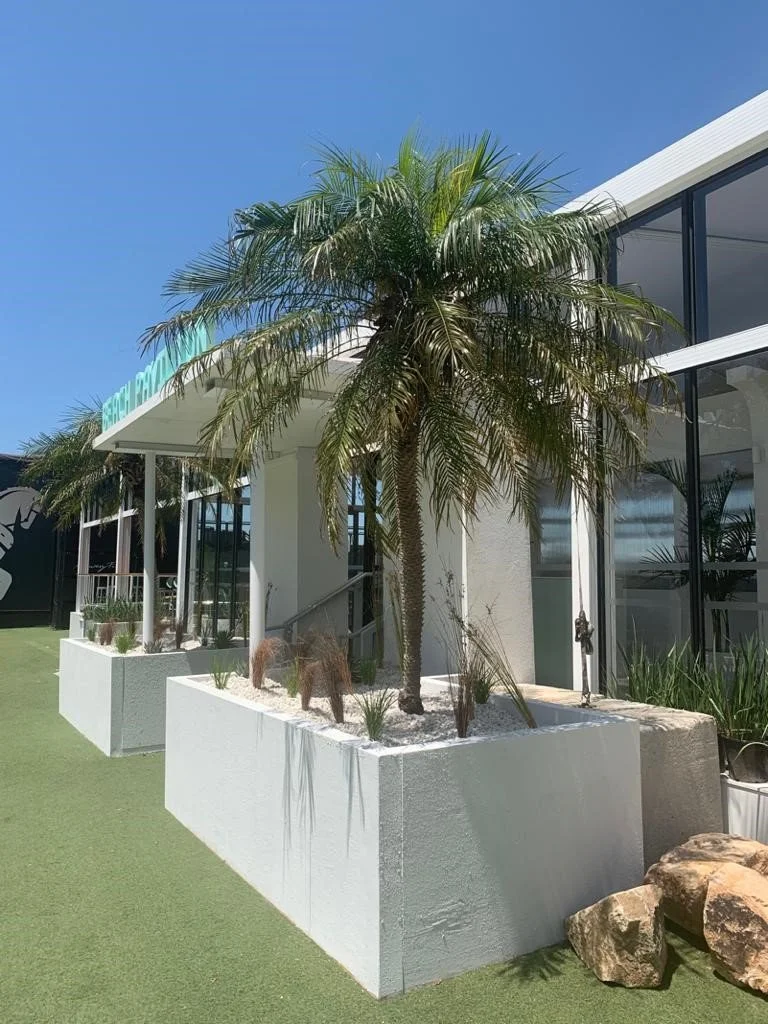 MRC Palm tree.jpg