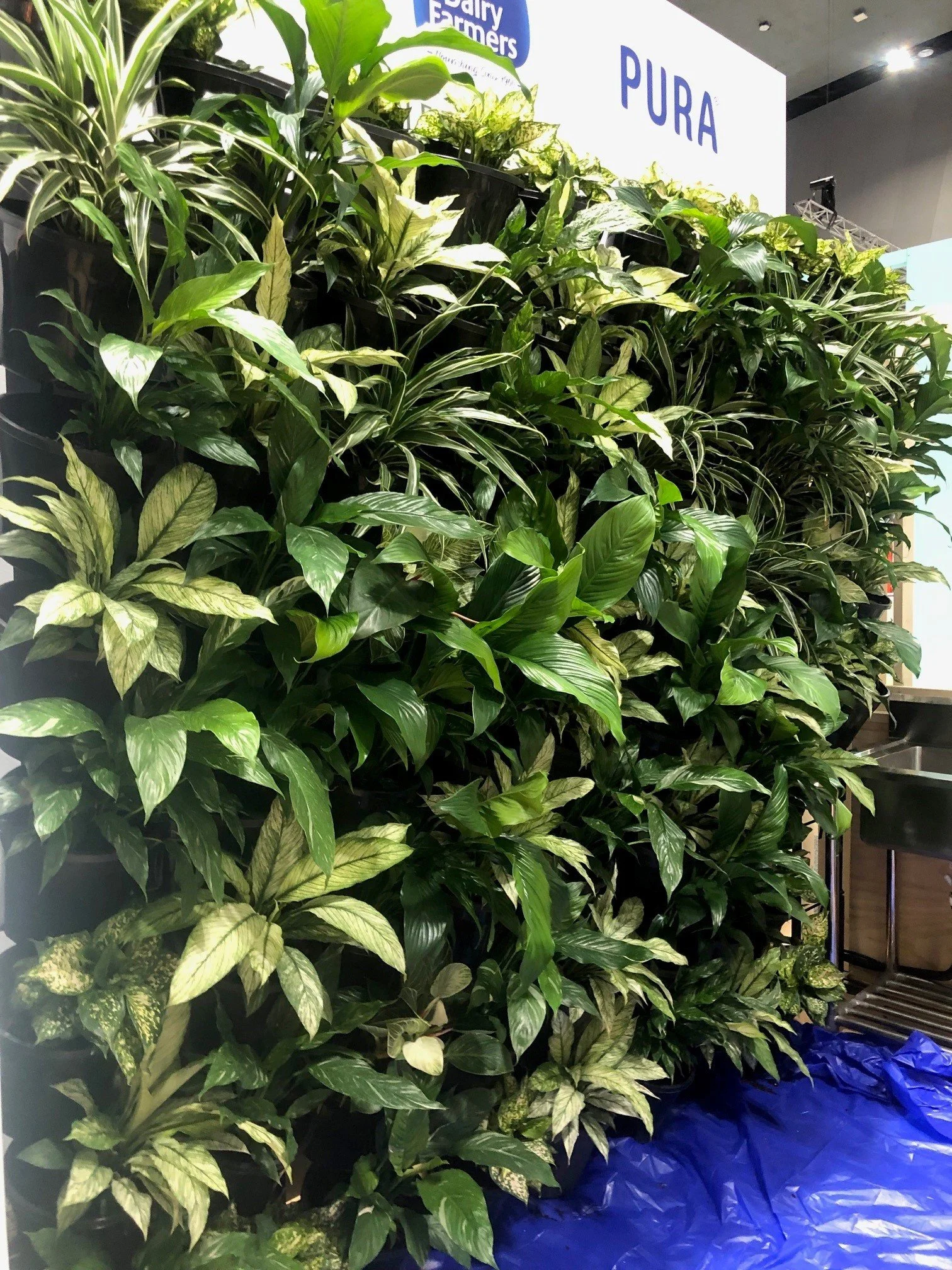 Green wall 3.jpg