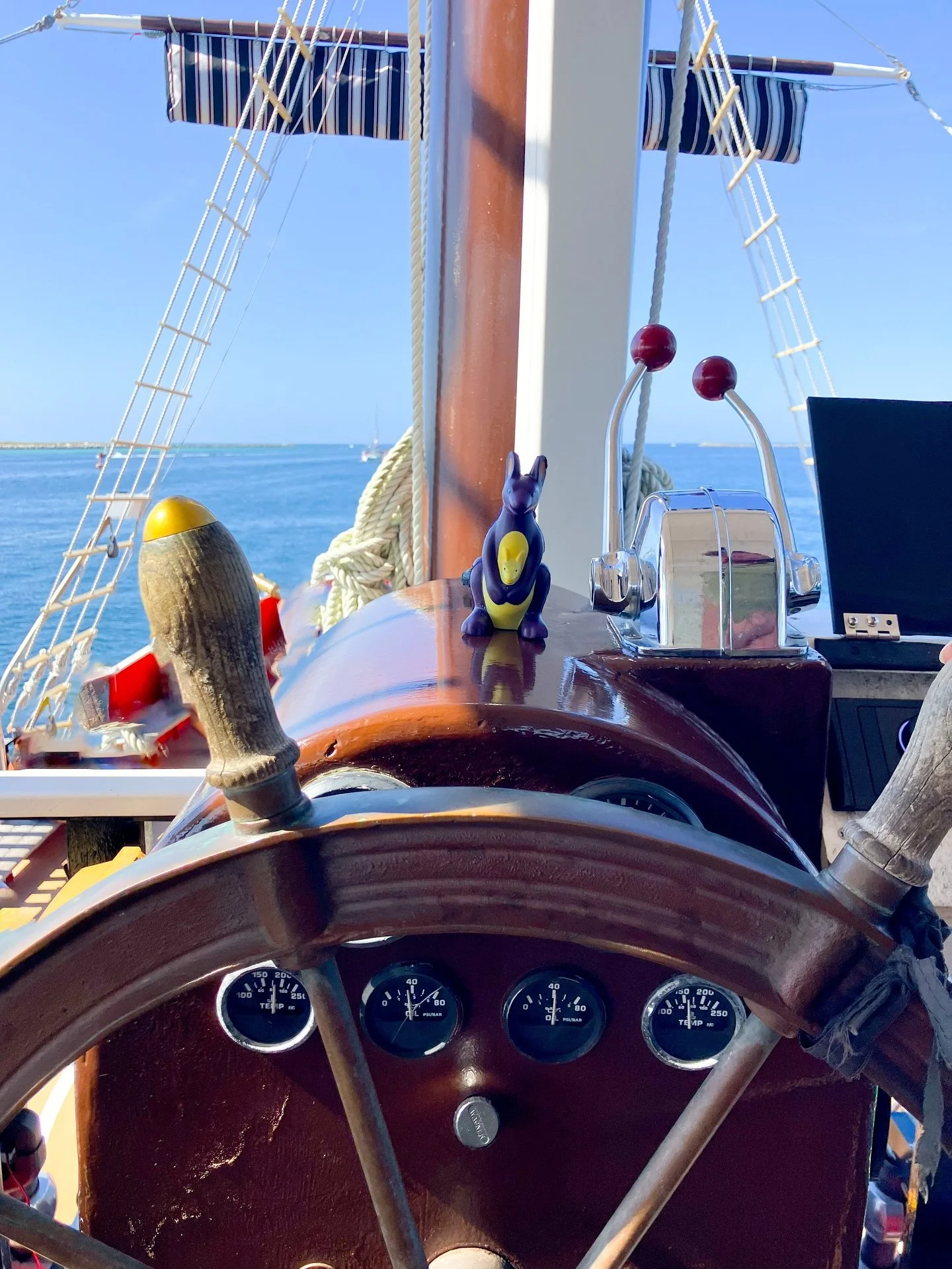 Who gave Larry a boating license? 🦘 #whereslarry