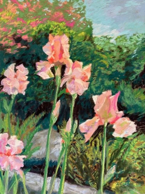 Linda Coan, Beverly Sills Iris, pastel