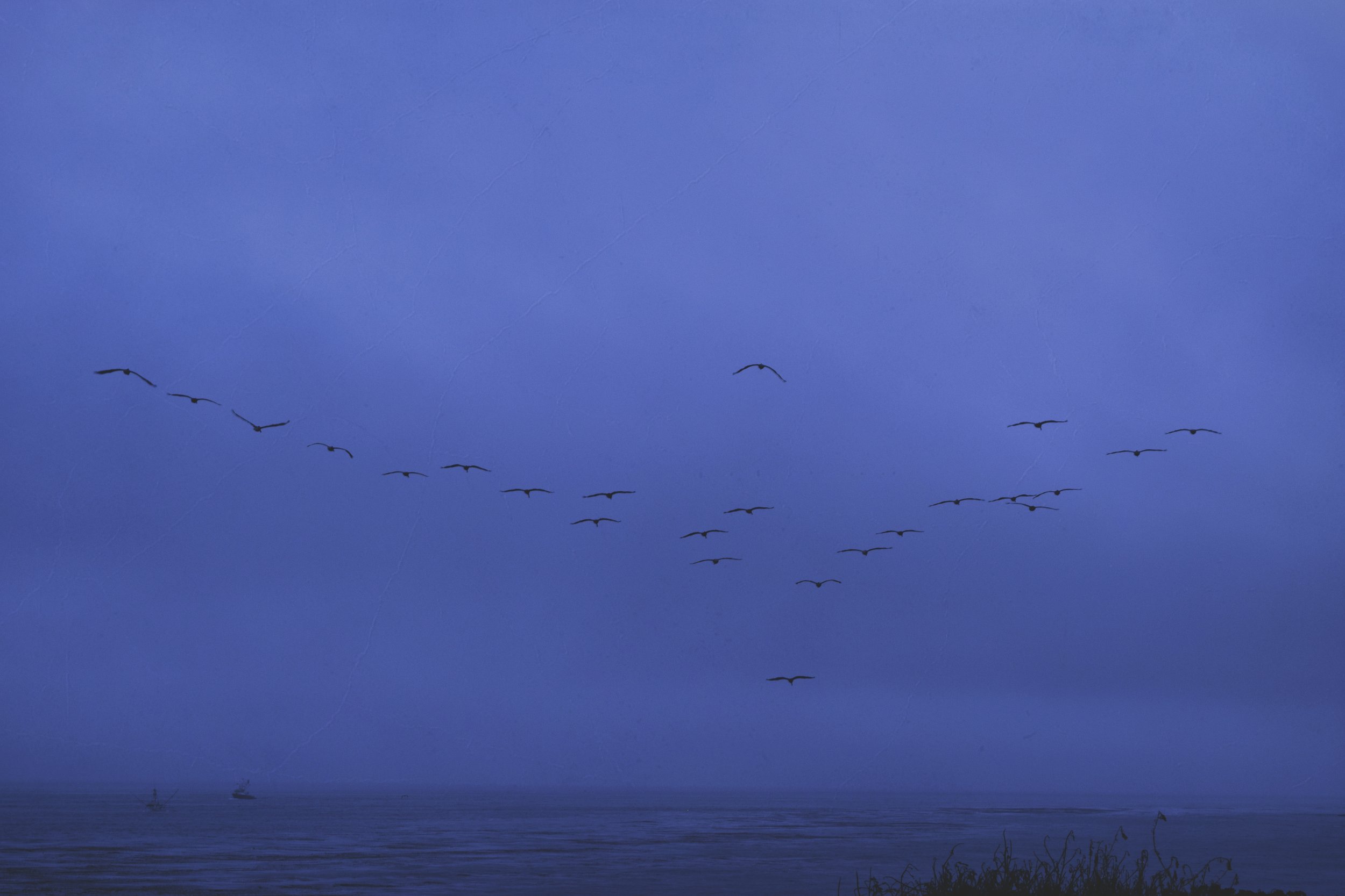 Birds copy.jpg