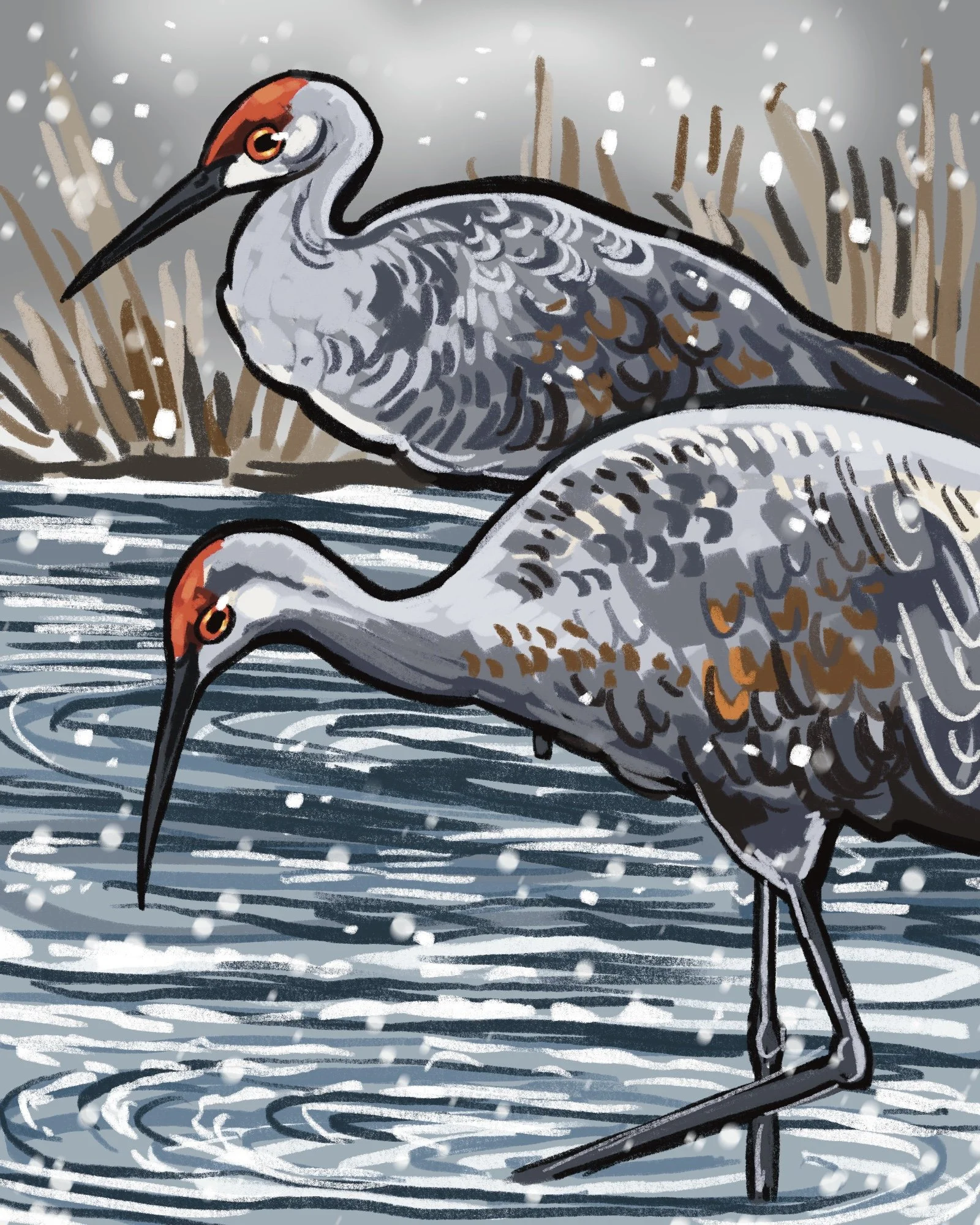 Nurturing Natives- Sandhill Crane