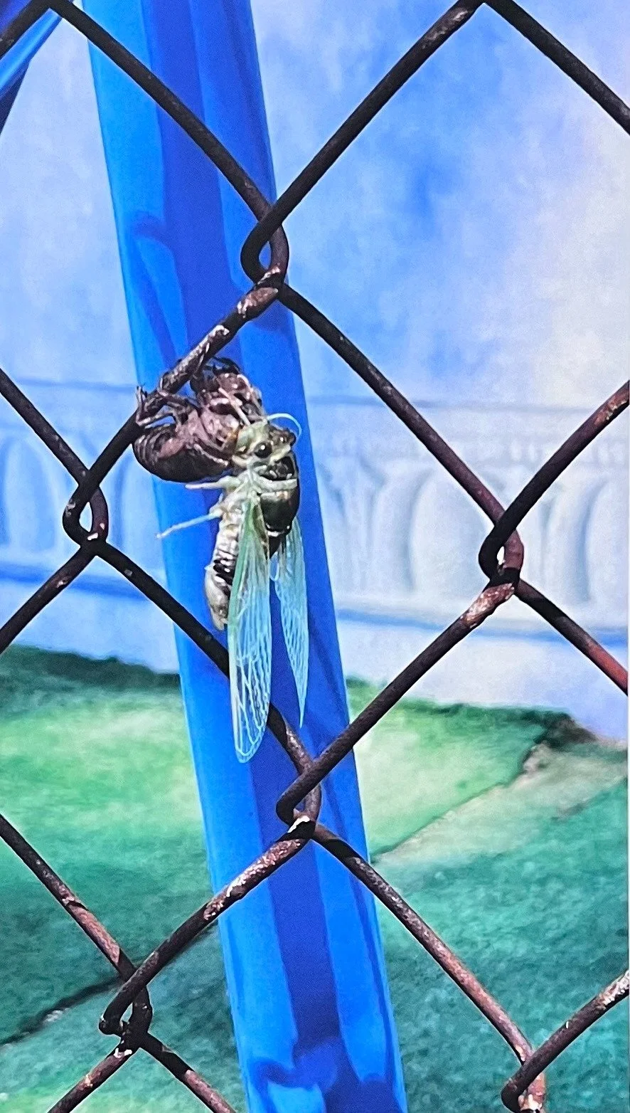 “Cicada’s Emergence” by Ember Shaw
