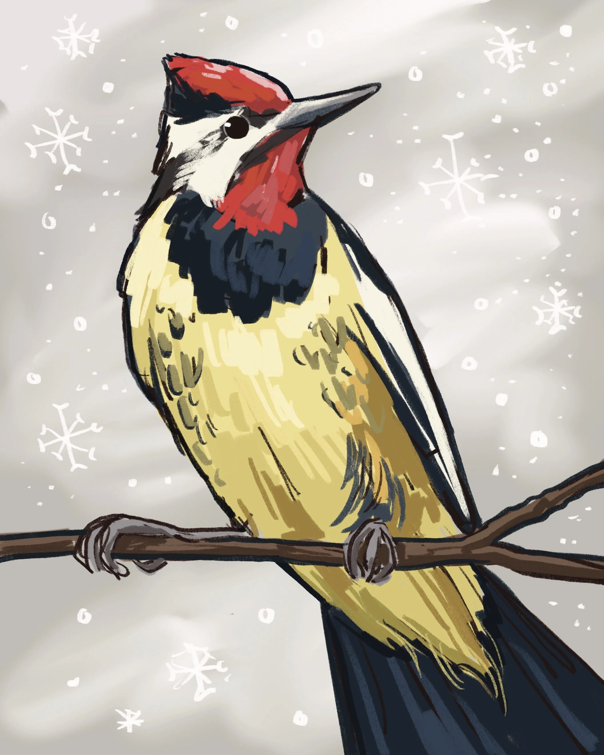 Nurturing Natives- Yellow-bellied Sapsucker