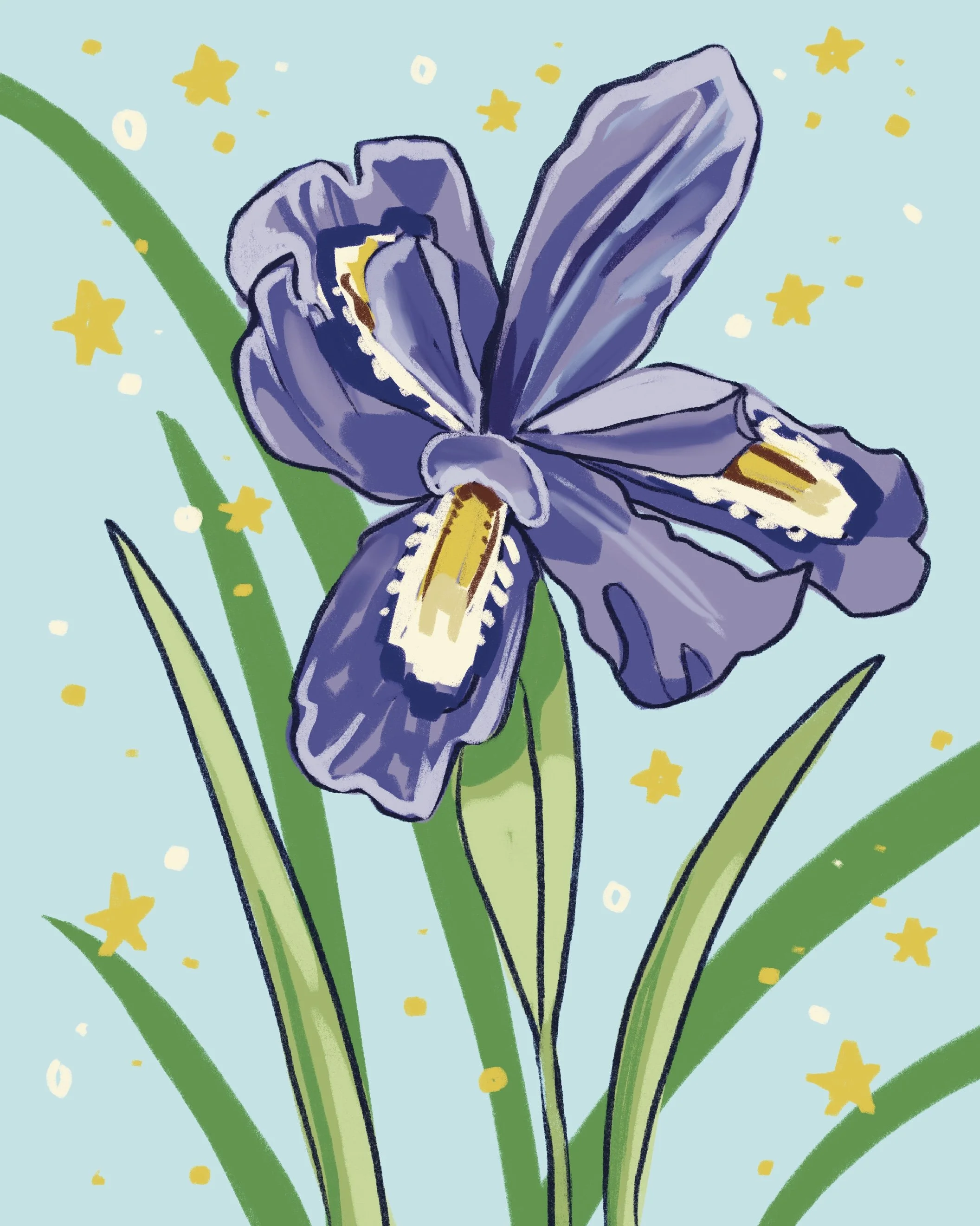Purple and yellow iris with green leaves sits on blue background with yellow stars