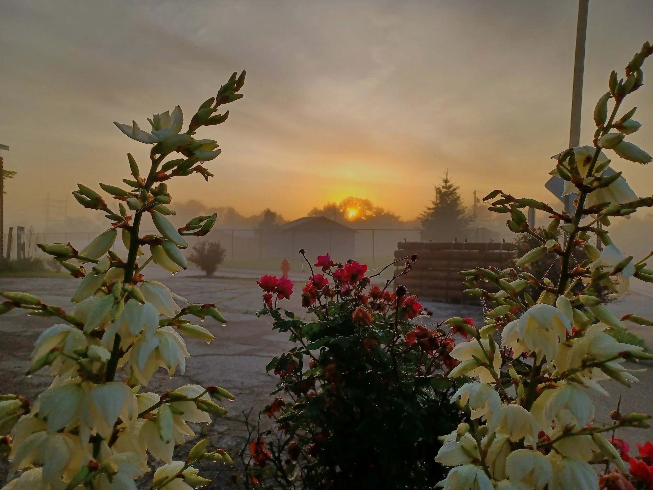 New Day Blooms, A	 - 	Angela	 	Zhou