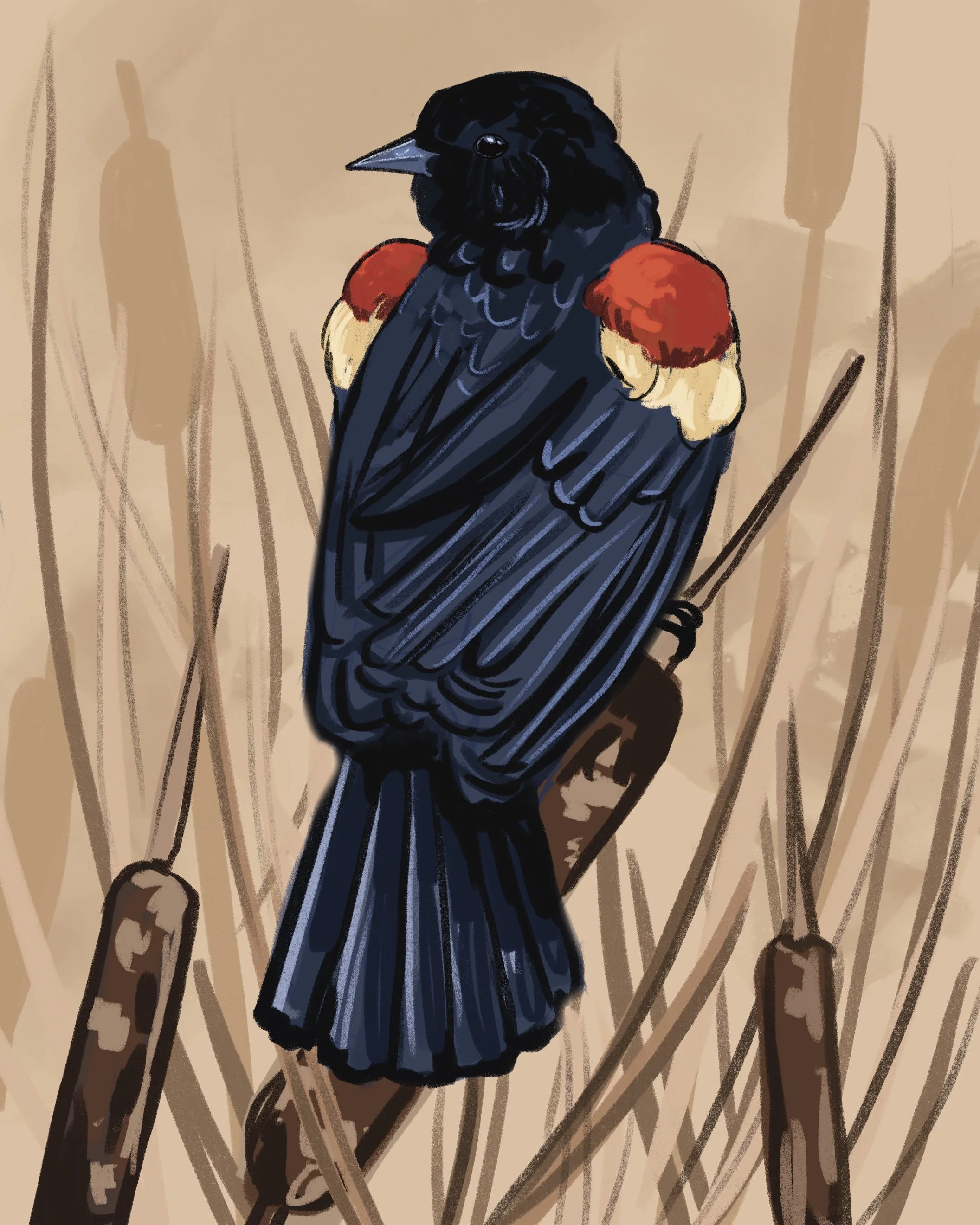 Nurturing Natives- Red-winged Blackbird