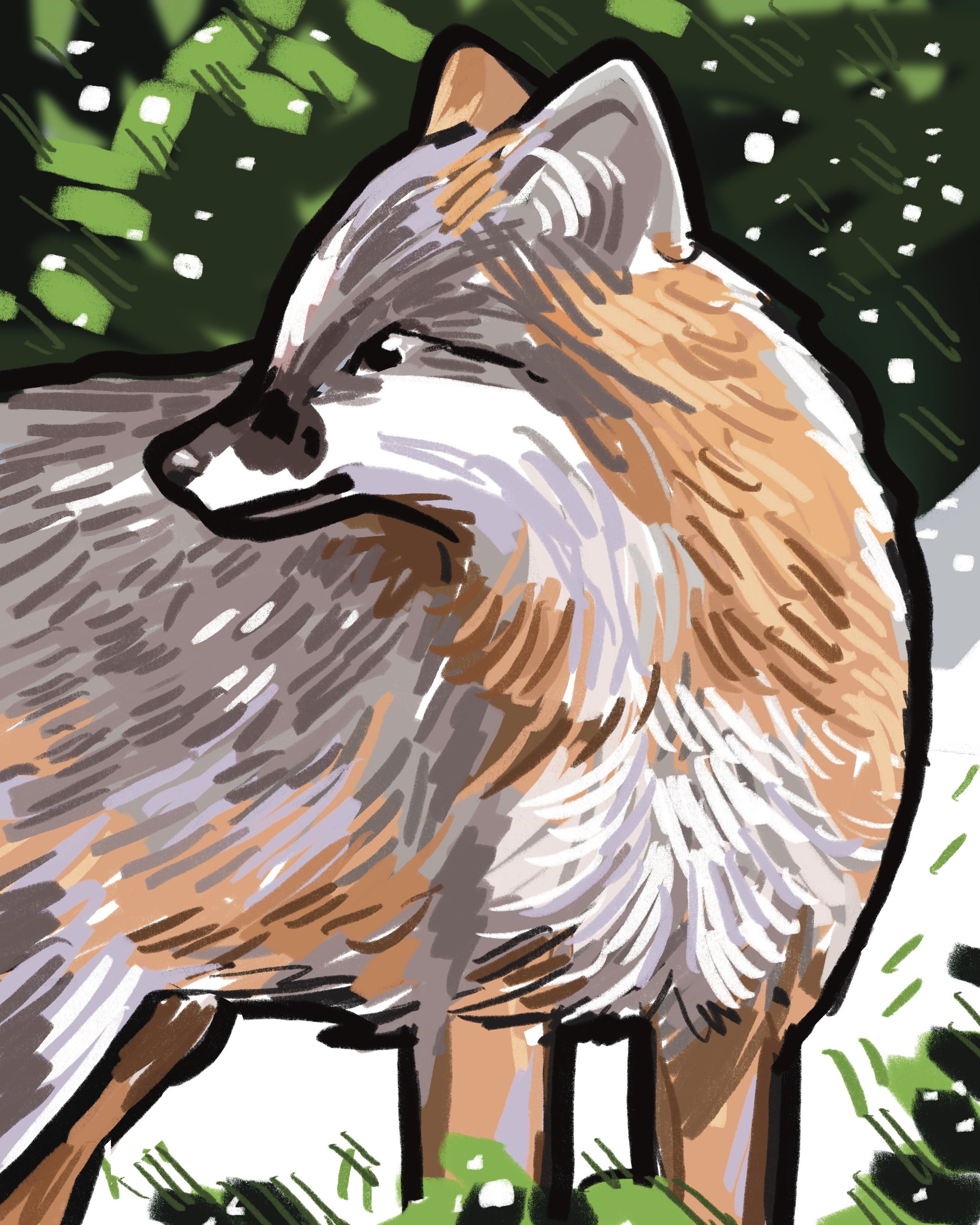 Nurturing Natives- Grey Fox