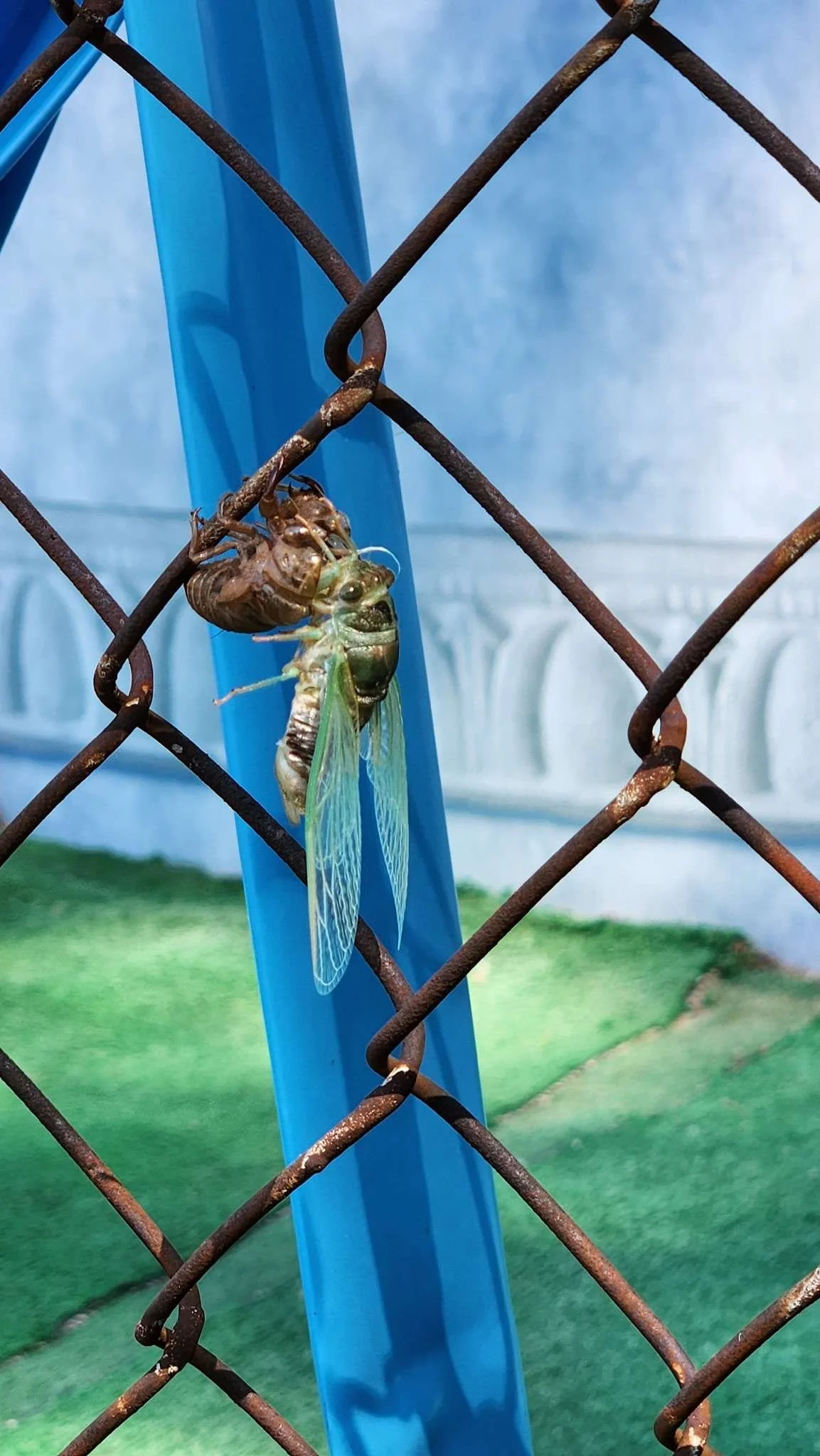 Cicada's Emergence	 - 	Ember	 	Shaw