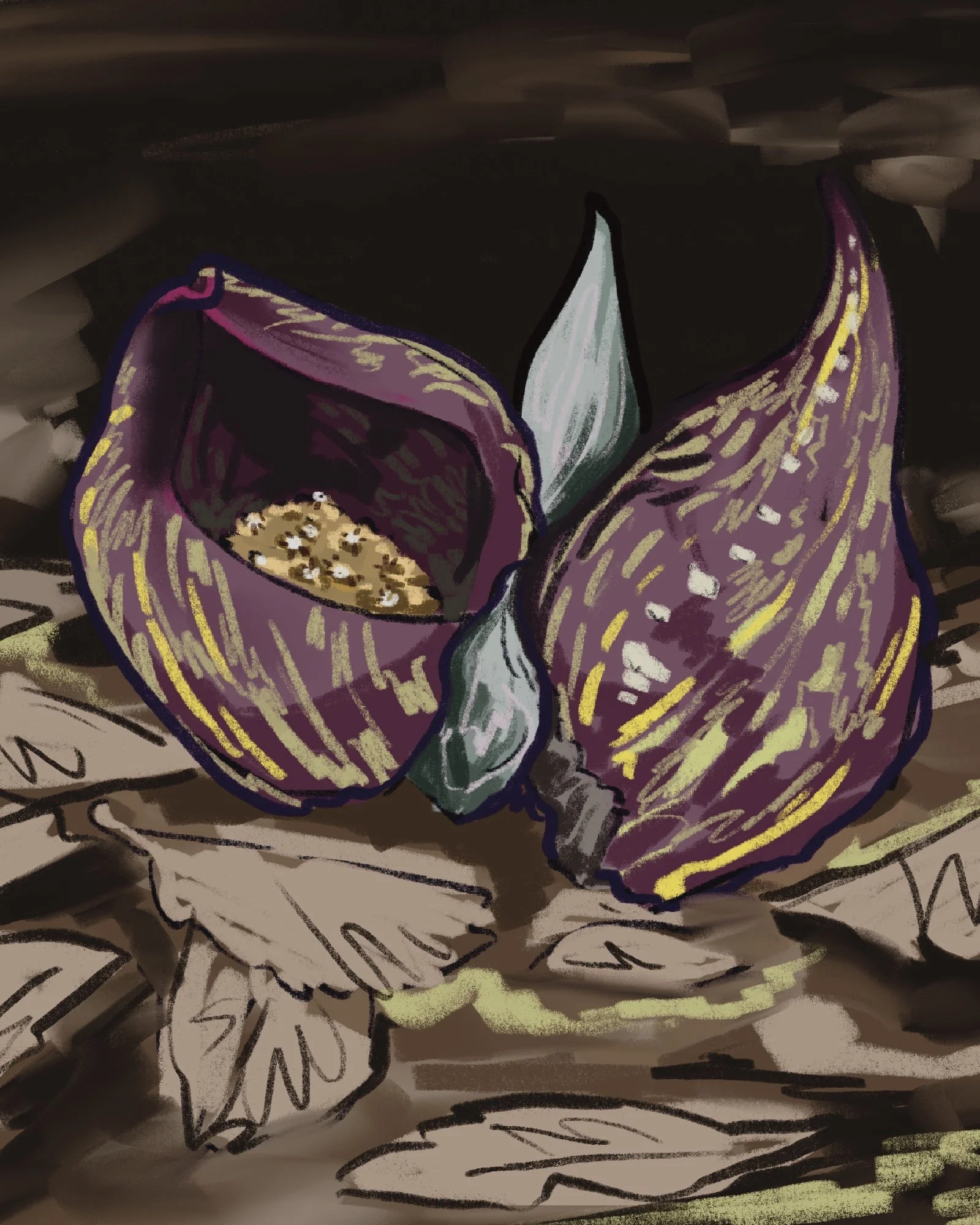 Nurturing Natives- Skunk Cabbage
