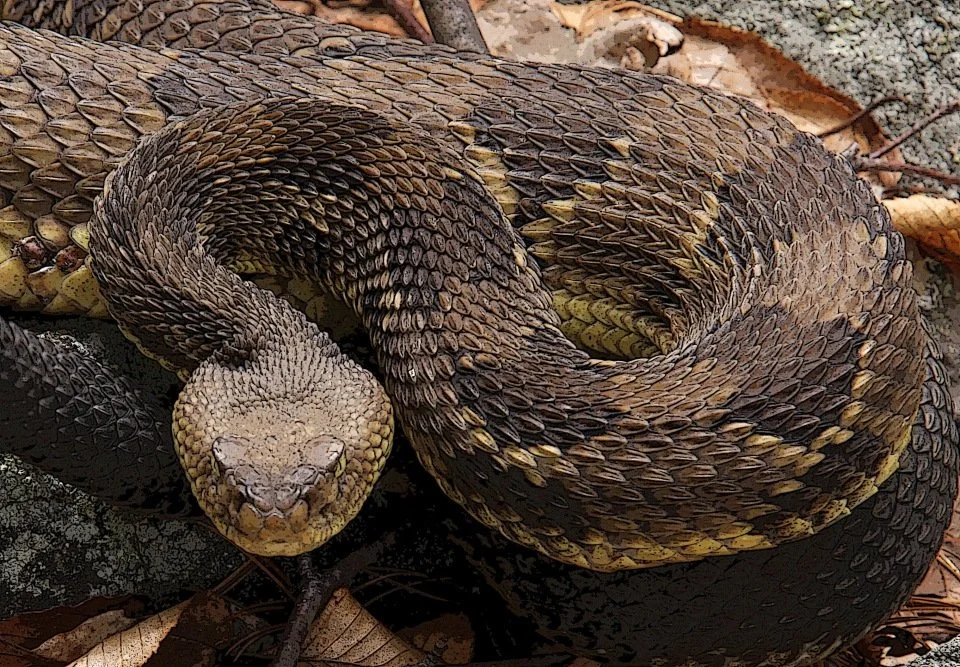 Timber rattlesnake, PA