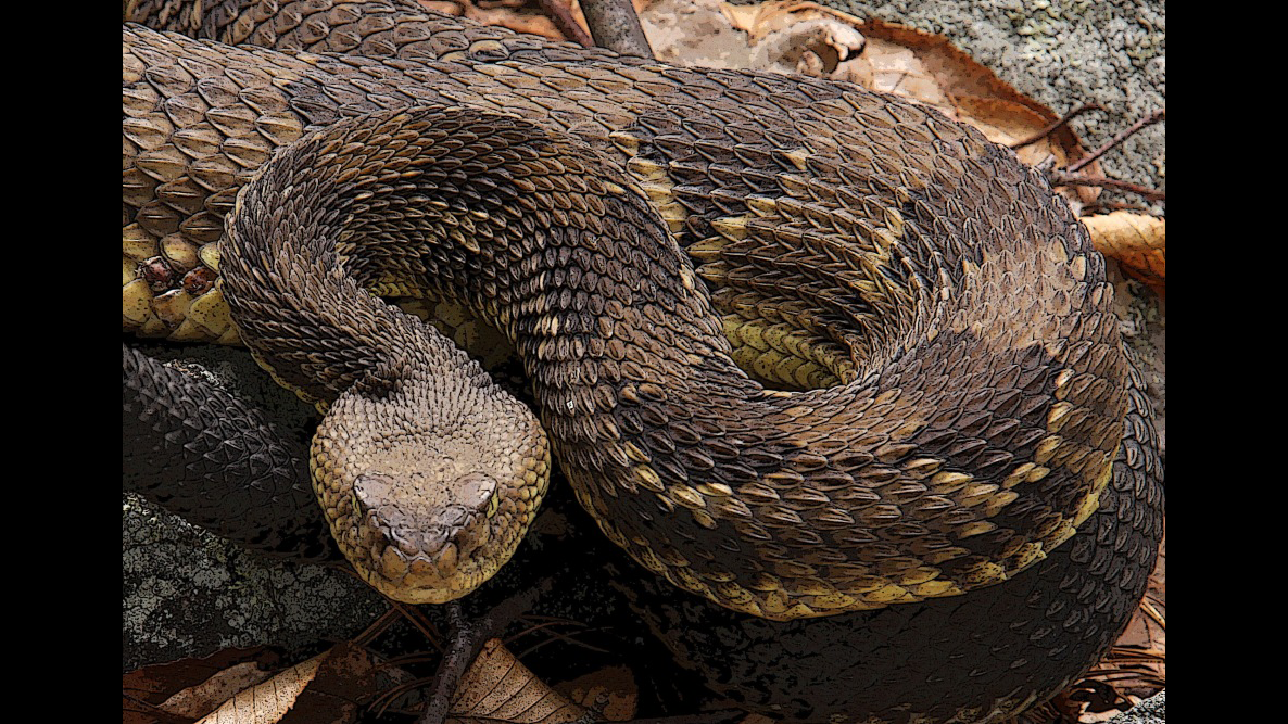 Timber rattlesnake, PA