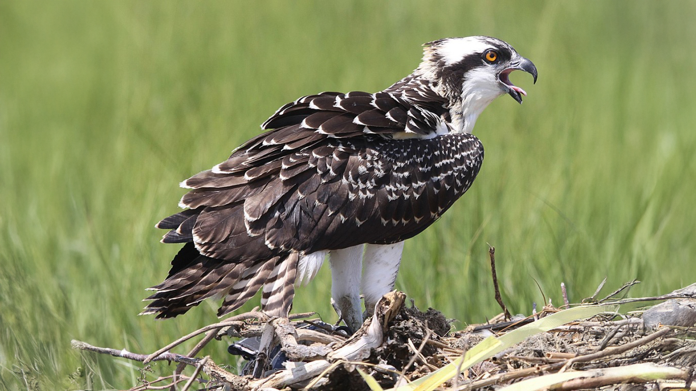 Osprey in nest