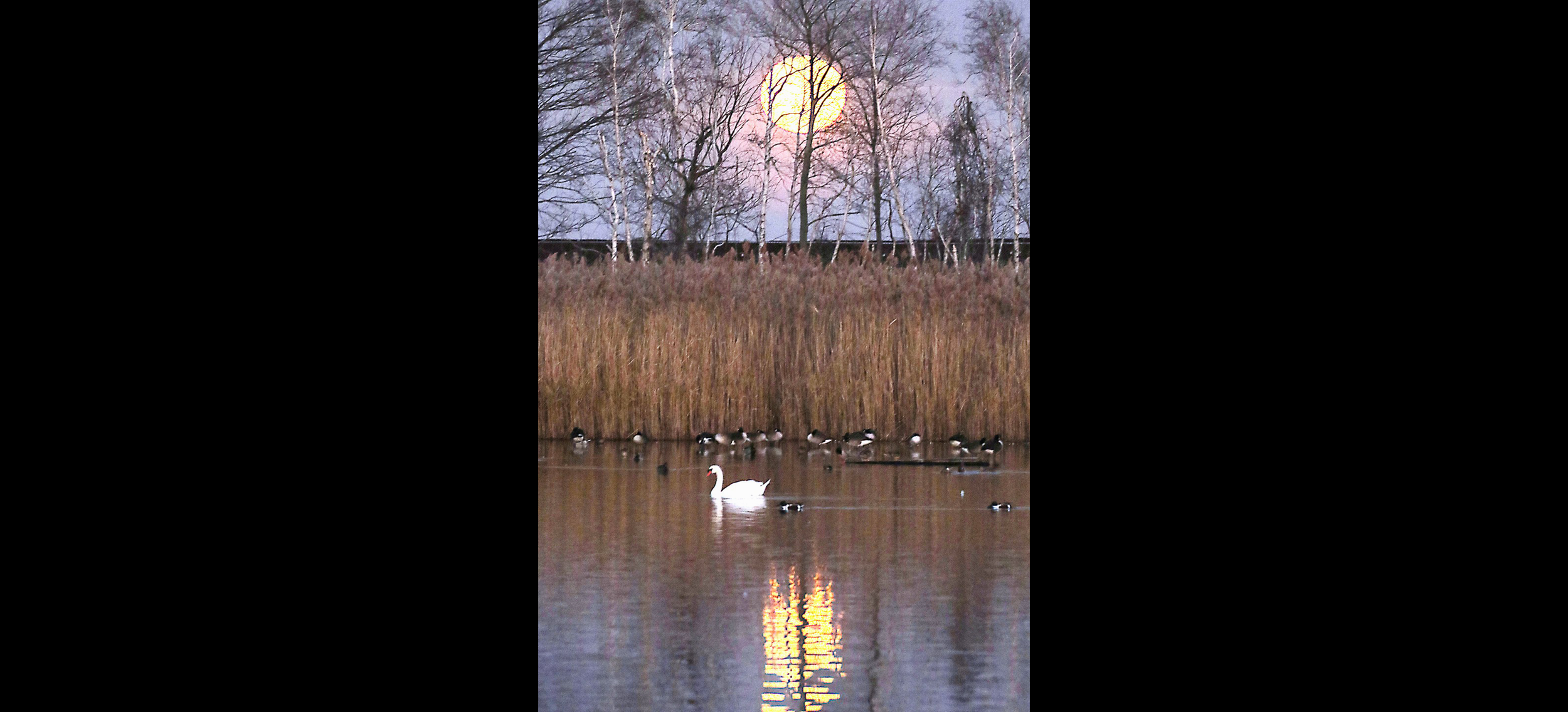 Full moon, swan, geese, train 2 East Pond. Jamaica Bay.