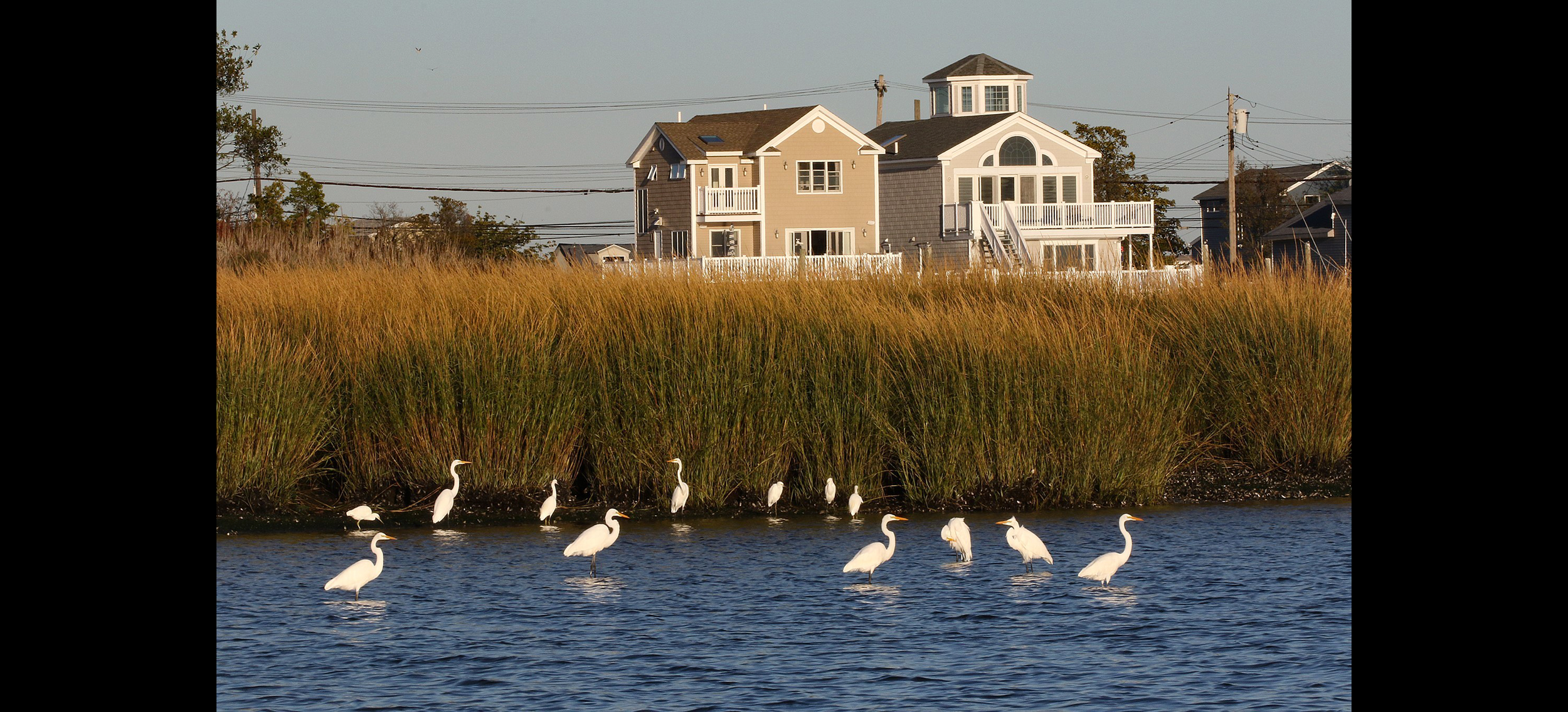 Egrets, Fall season, Broad Channel.