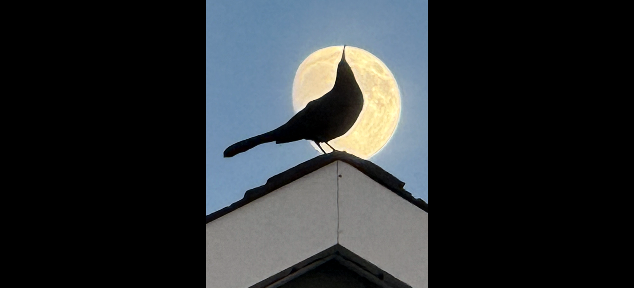 Moon and boat-tailed grackle
