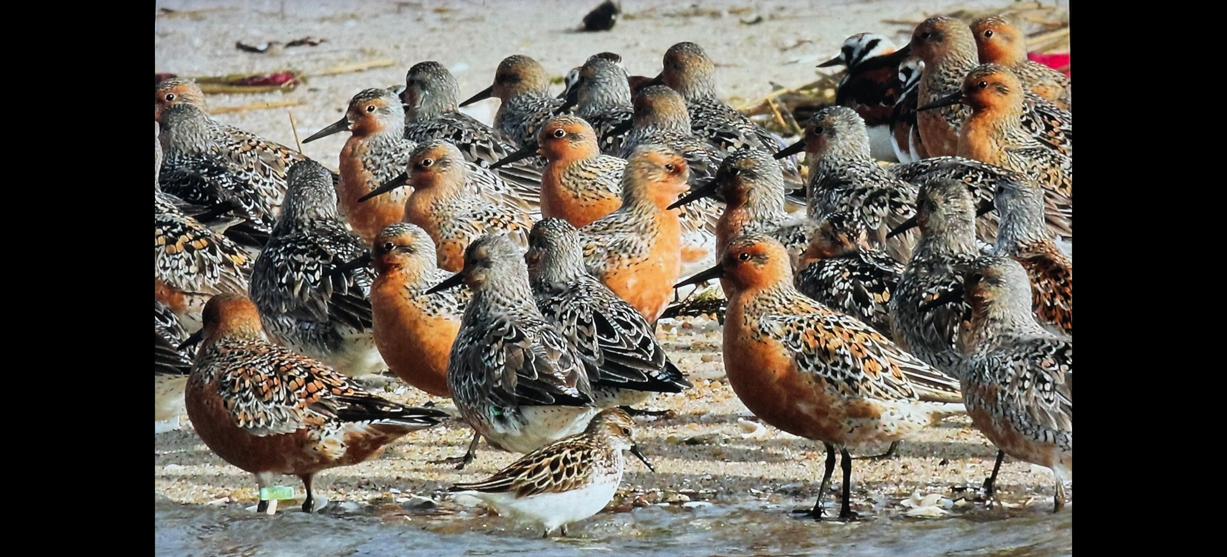 Red Knots. Jamaica Bay c. 2015.