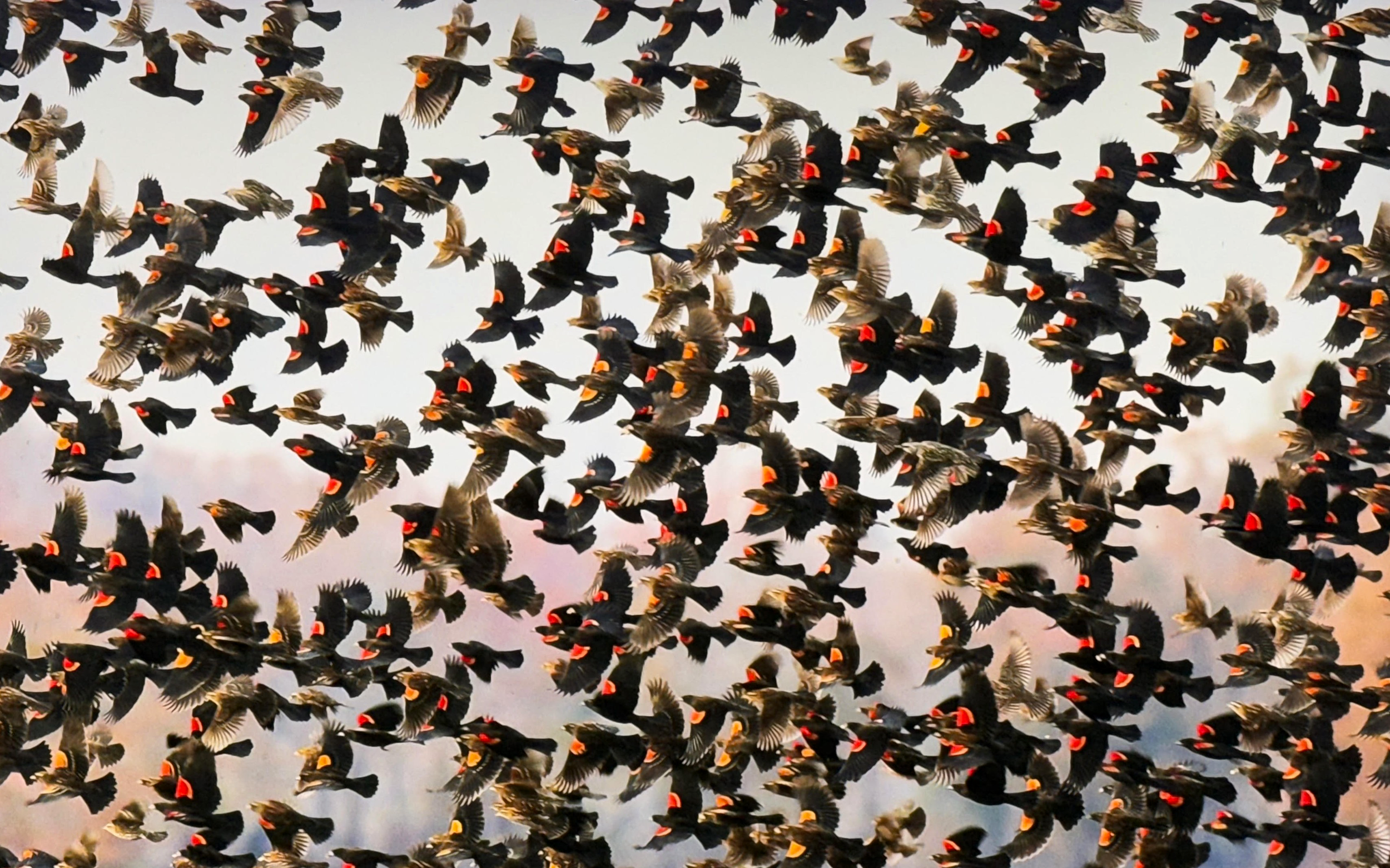 Red wings flying