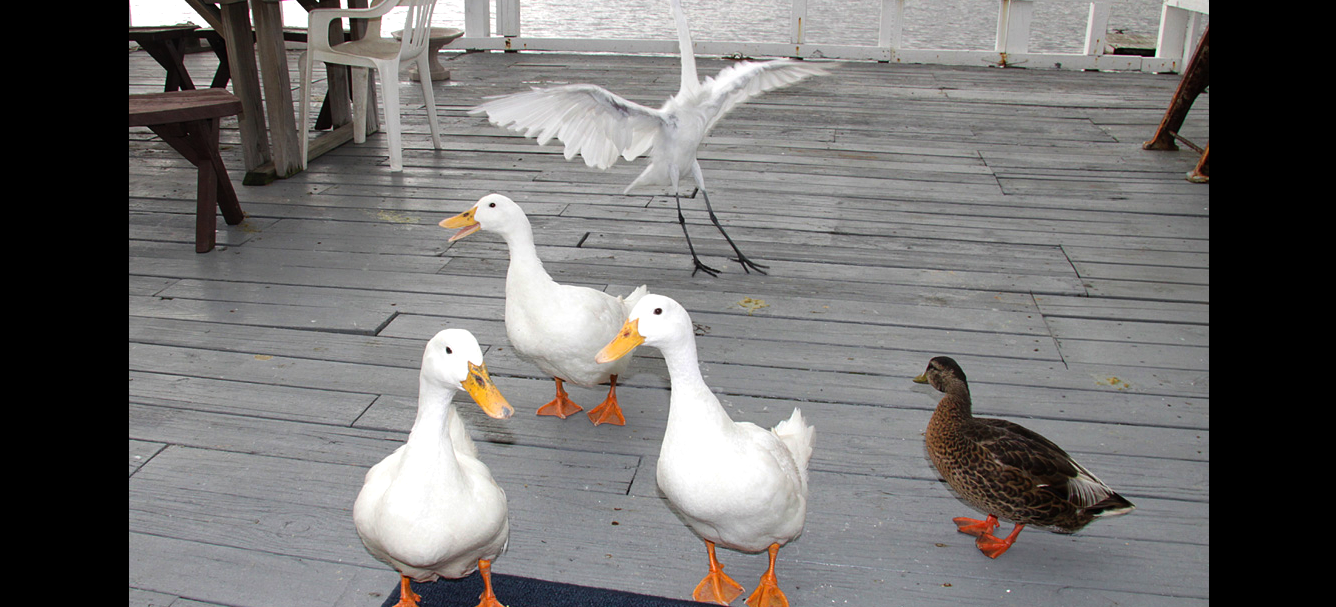 Gang of five