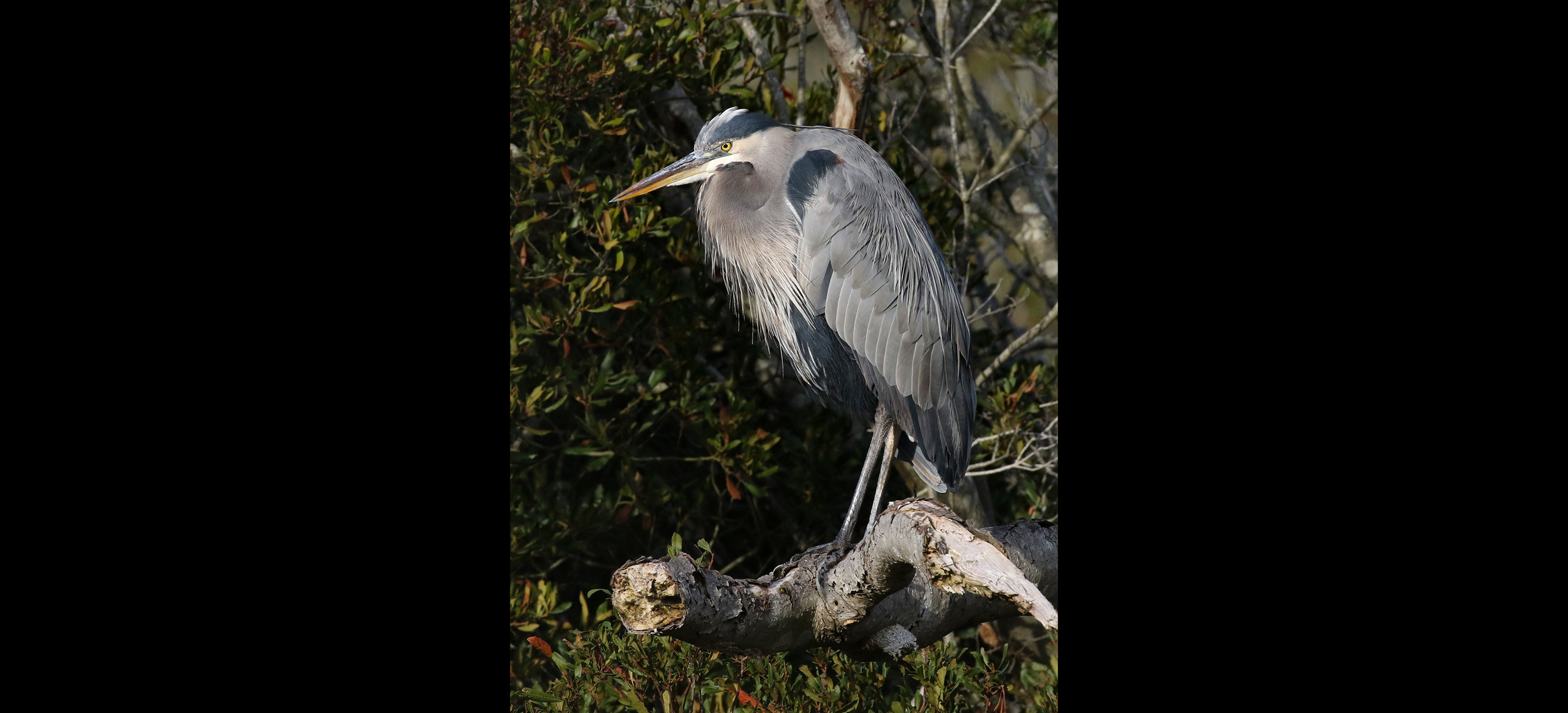 Great blue heron