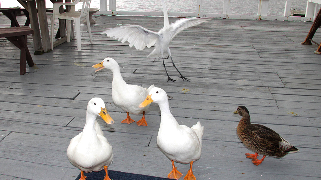 gang-of-five-orig.png