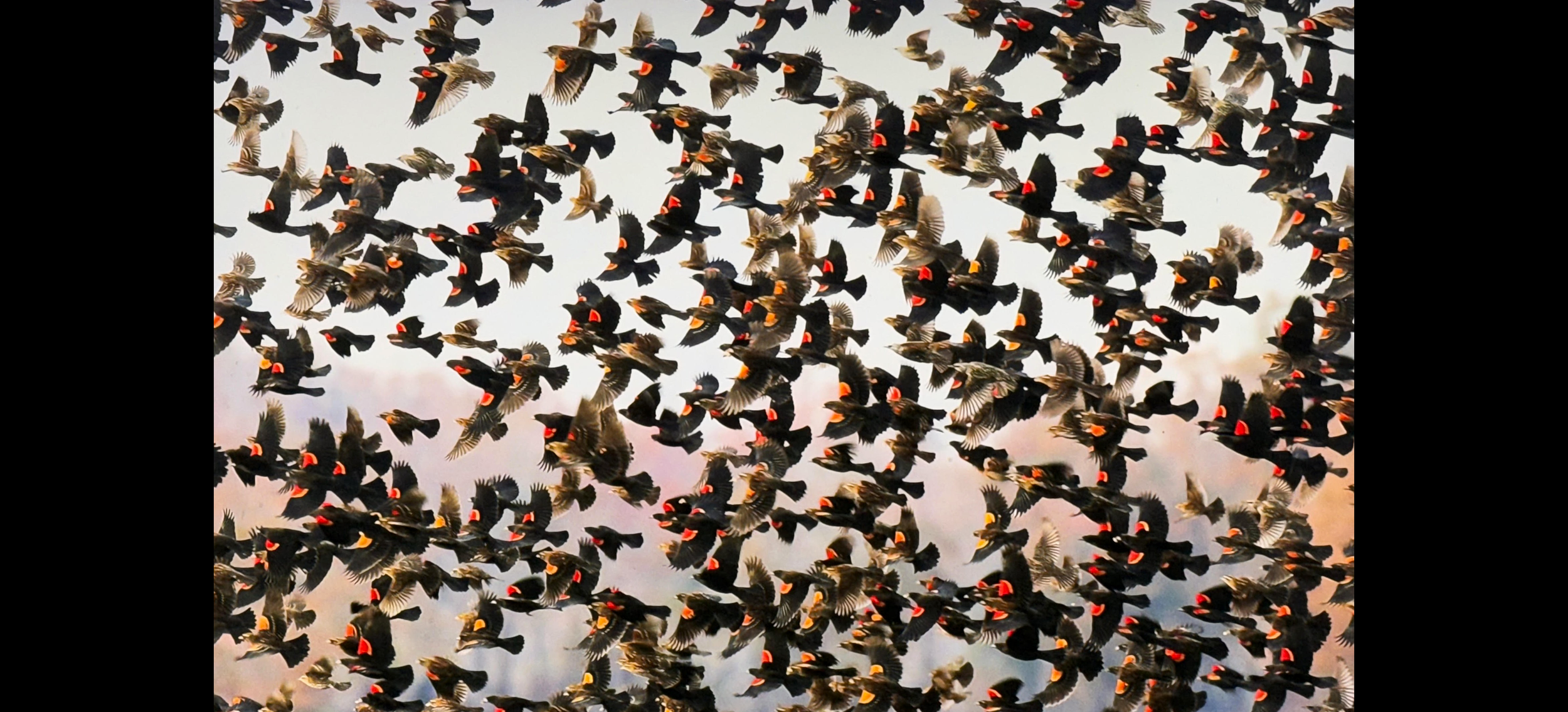 Red wings flying