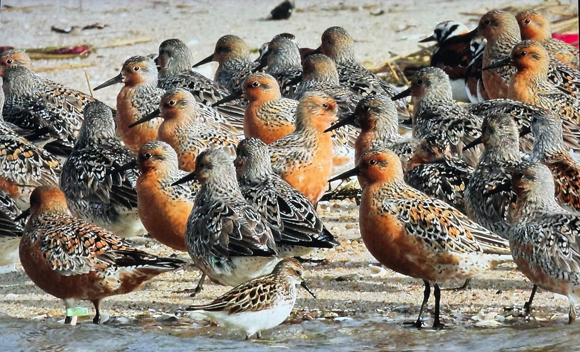 Red Knots. Jamaica Bay c. 2015