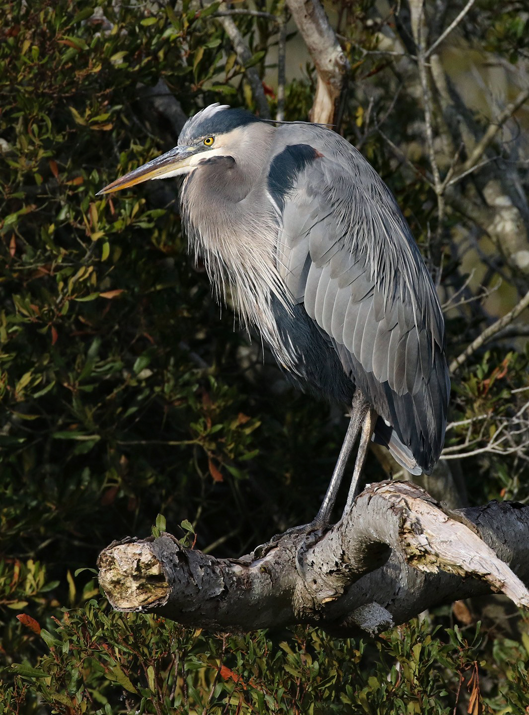 Great blue heron