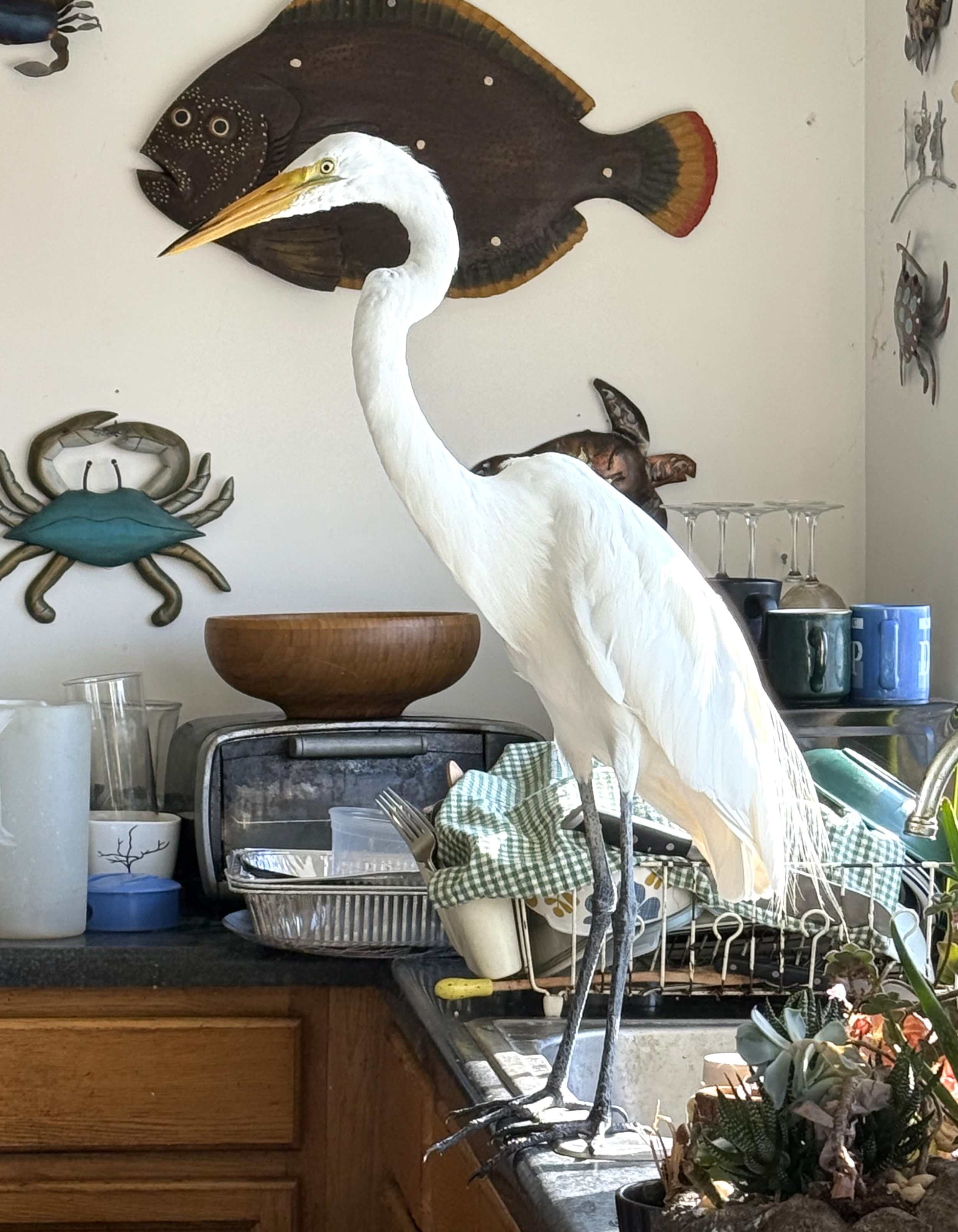 Edgar on sink. July 2025.