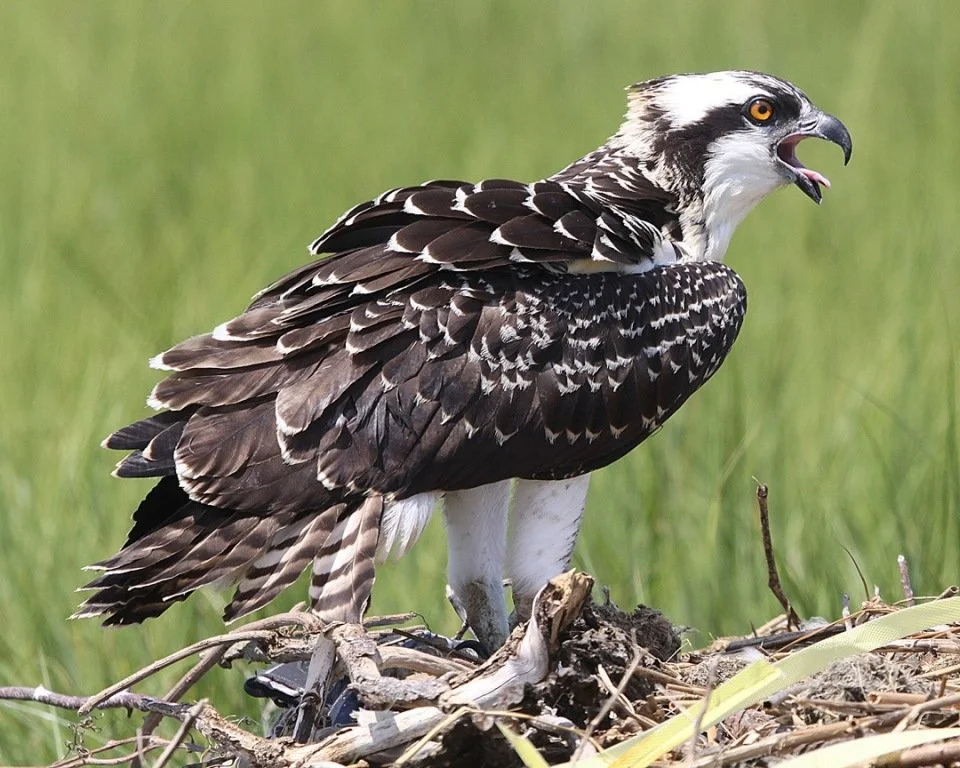 Osprey in nest