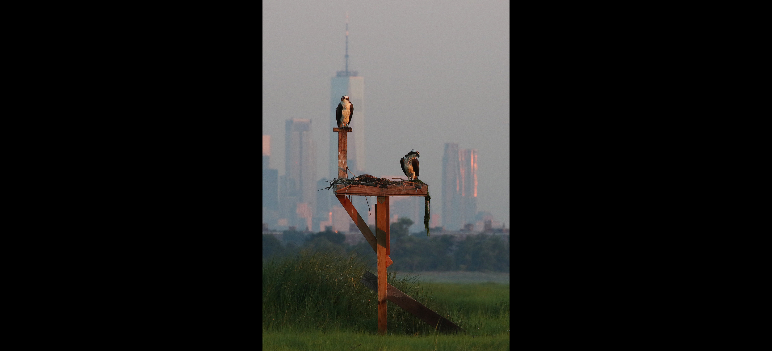 Ospreys and NYC buildings at Dawn. Jamaica Bay, New York.