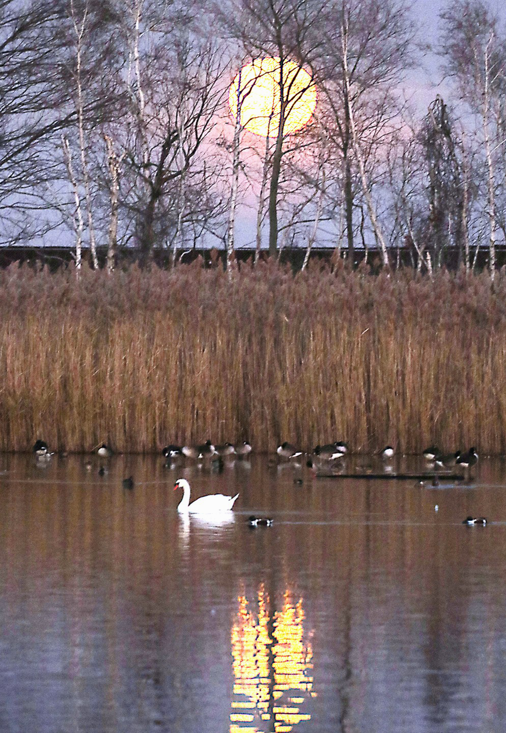 Full moon, swan, geese, train 2 East Pond. Jamaica Bay.