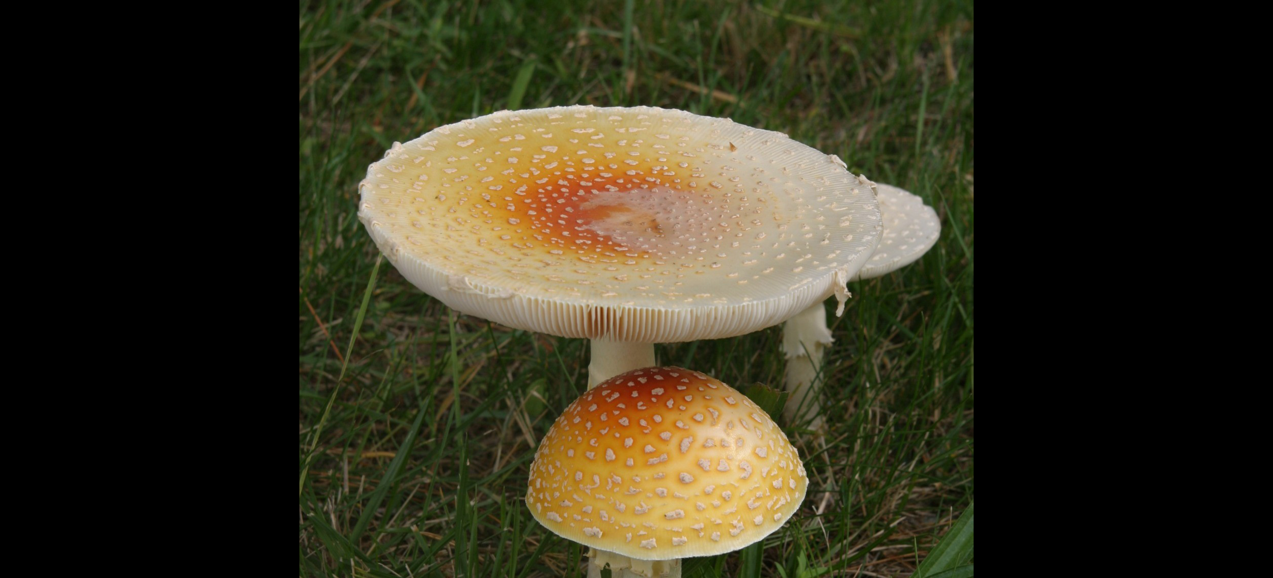 Amanita mascara (fly agaric), poisonous